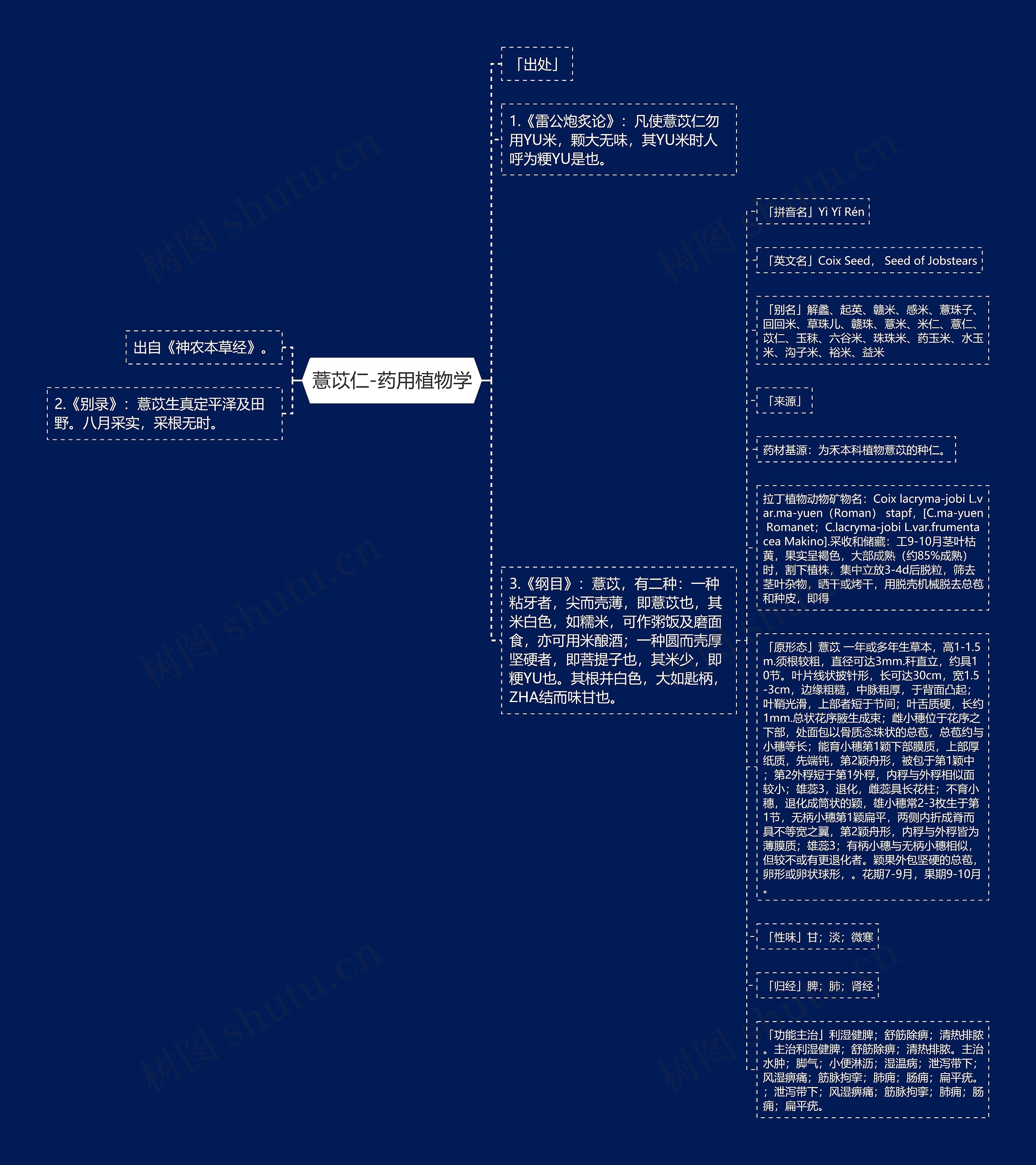 薏苡仁-药用植物学思维导图高清图 薏苡仁-药用植物学思维导图