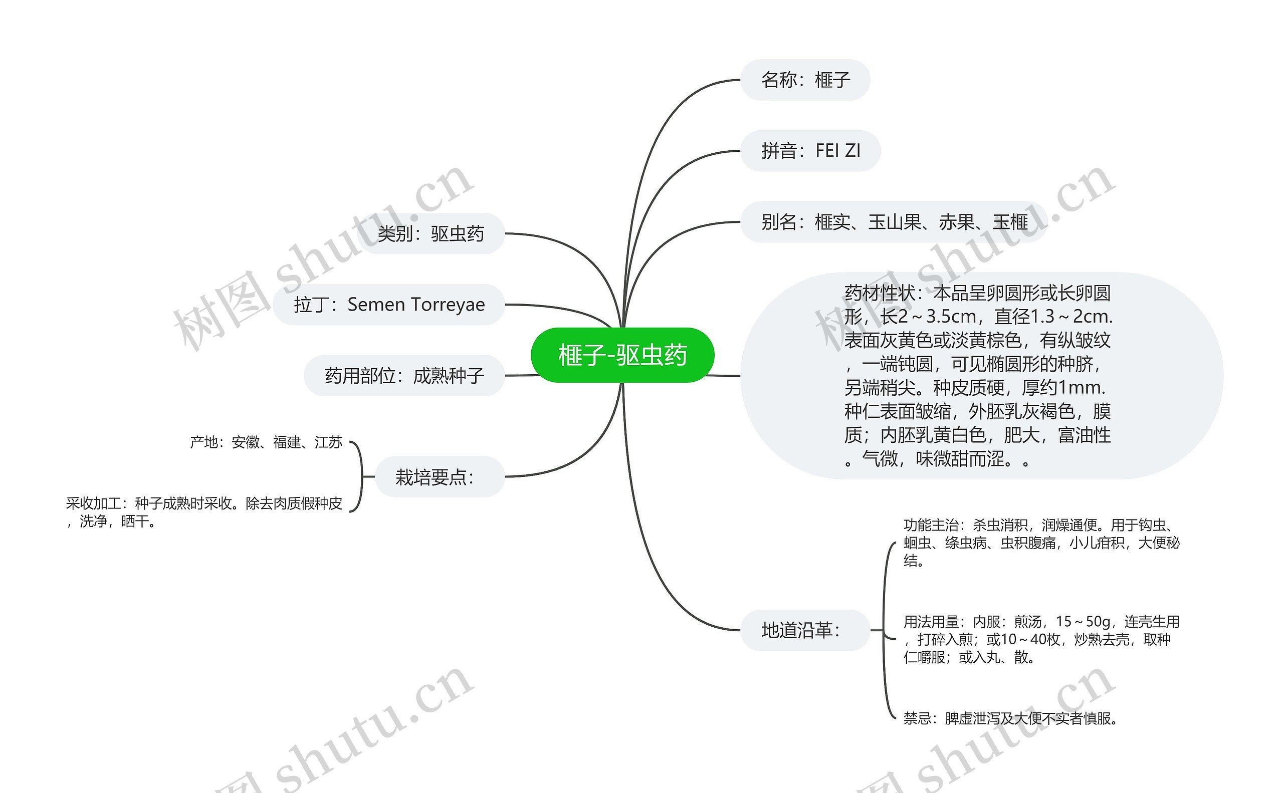 榧子-驱虫药 榧子-驱虫药