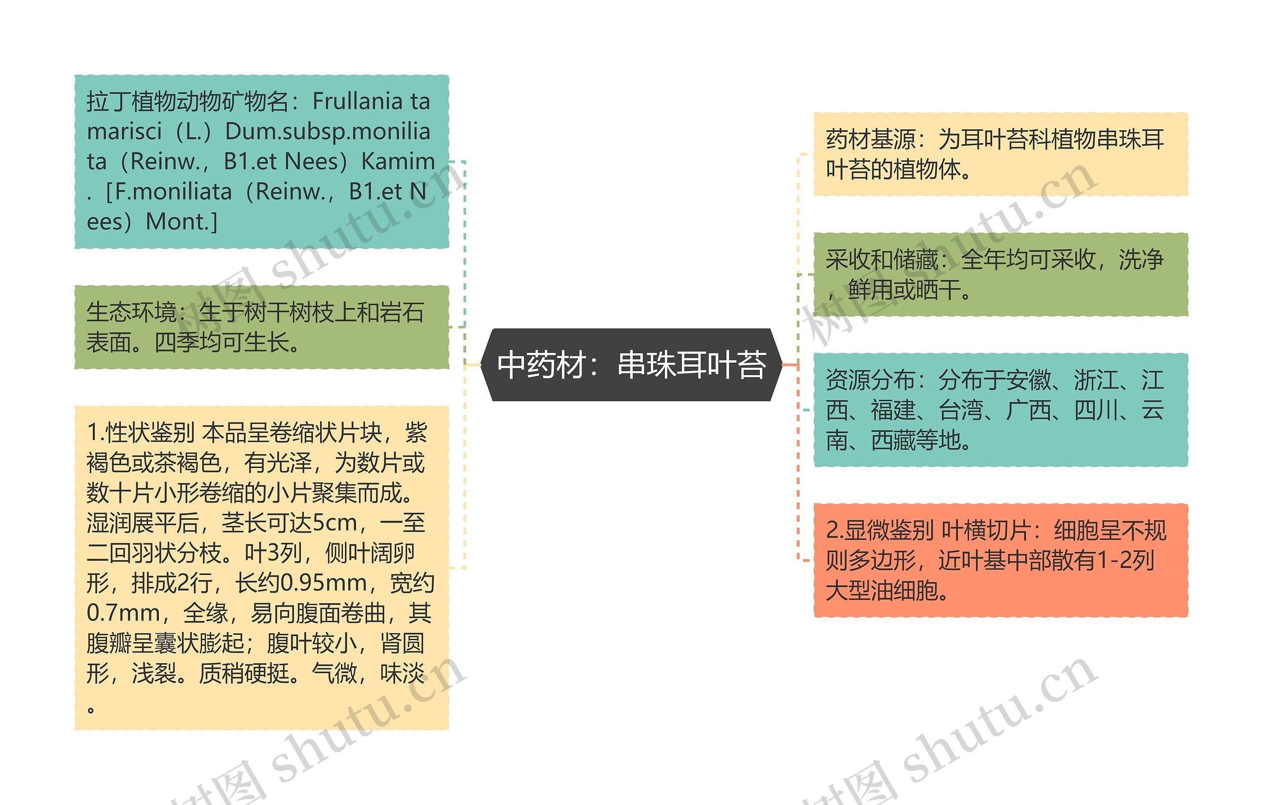 中药材：串珠耳叶苔