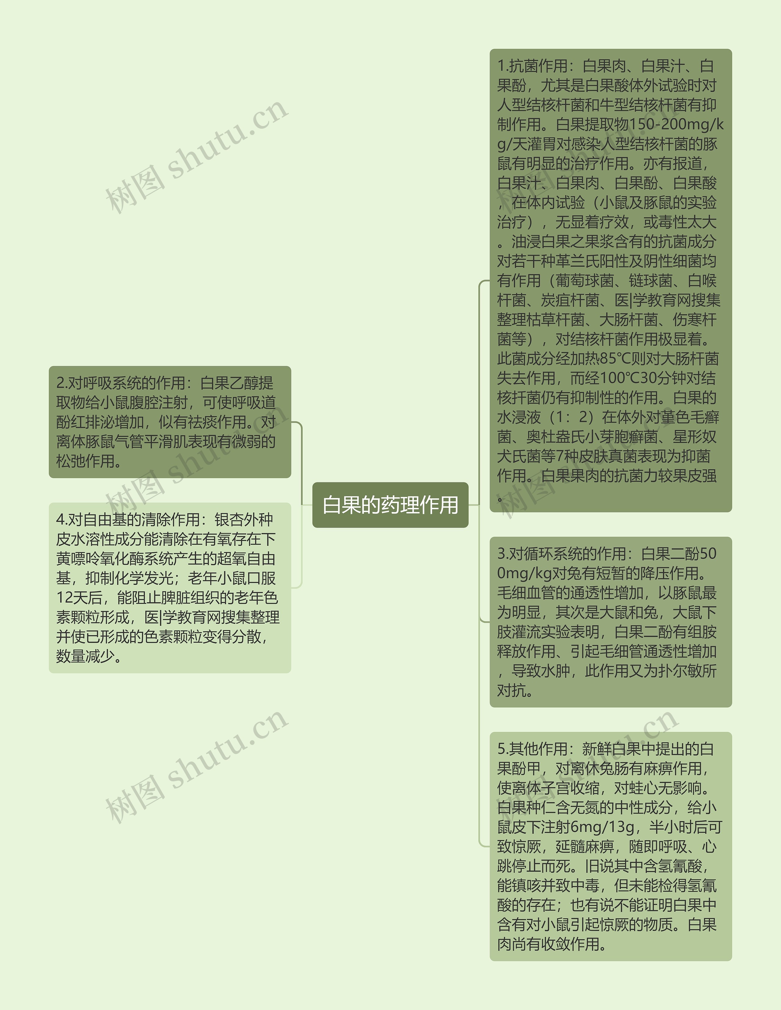 白果的药理作用思维导图