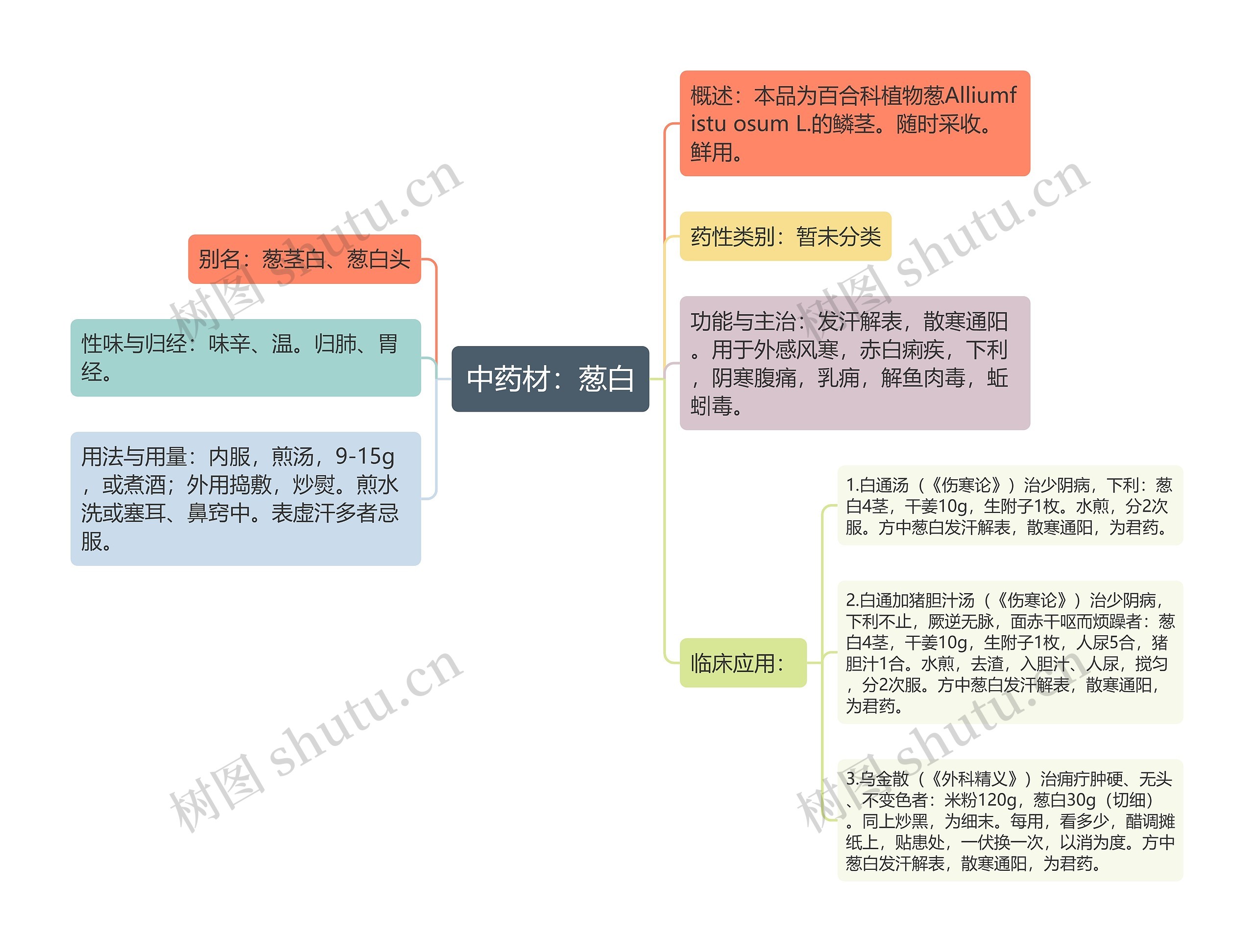 中药材:葱白思维导图高清图 中药材:葱白思维导图