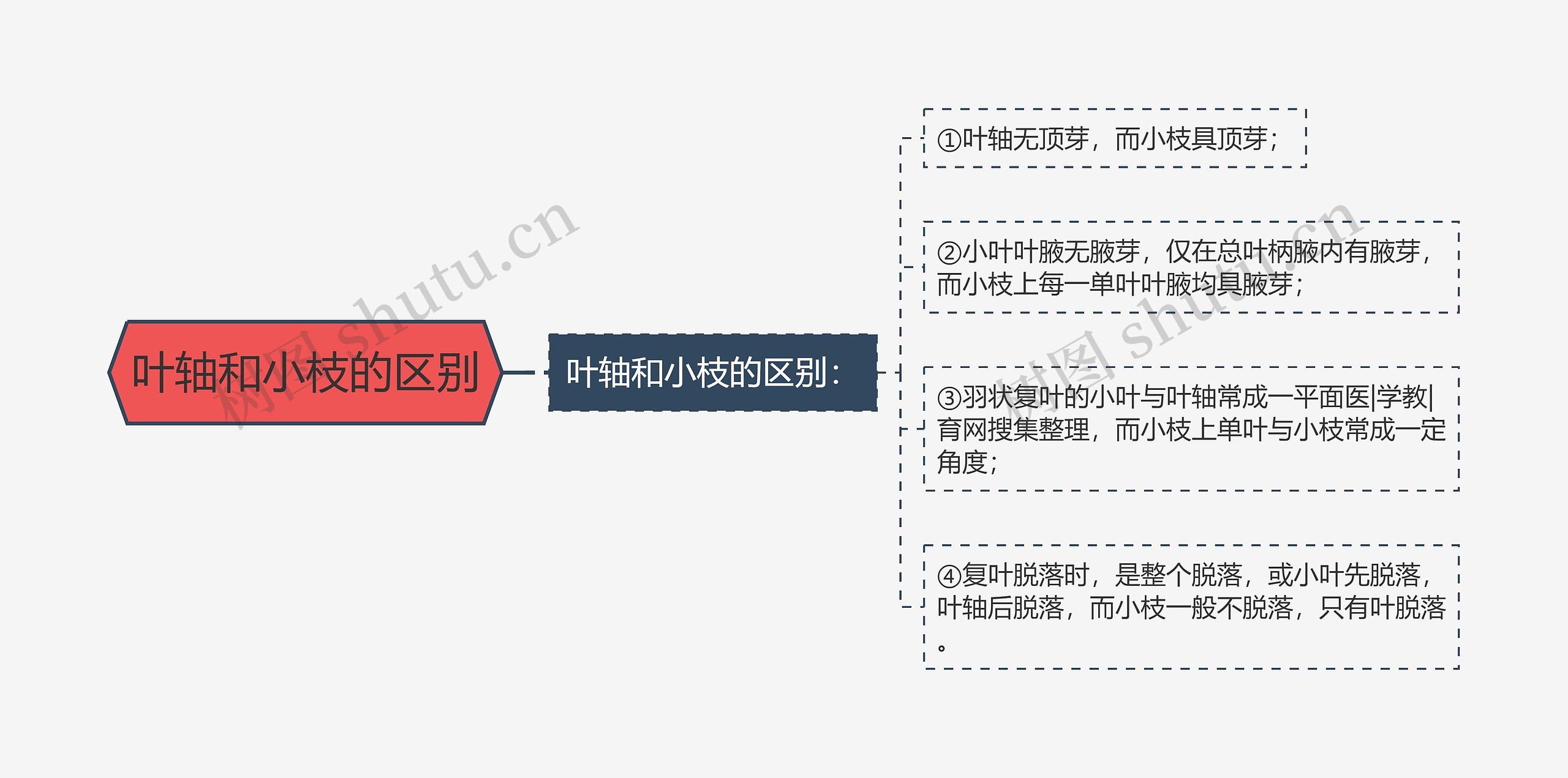 叶轴和小枝的区别思维导图