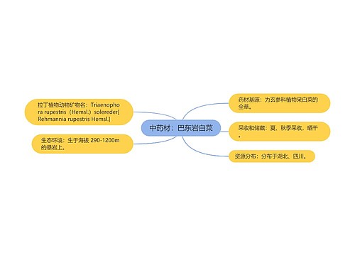中药材：巴东岩白菜