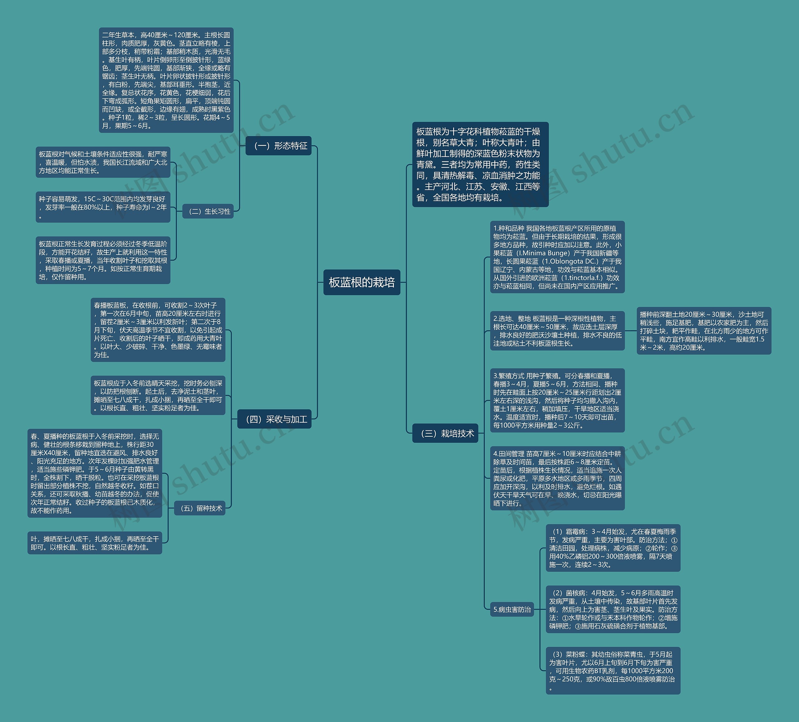 板蓝根的栽培思维导图