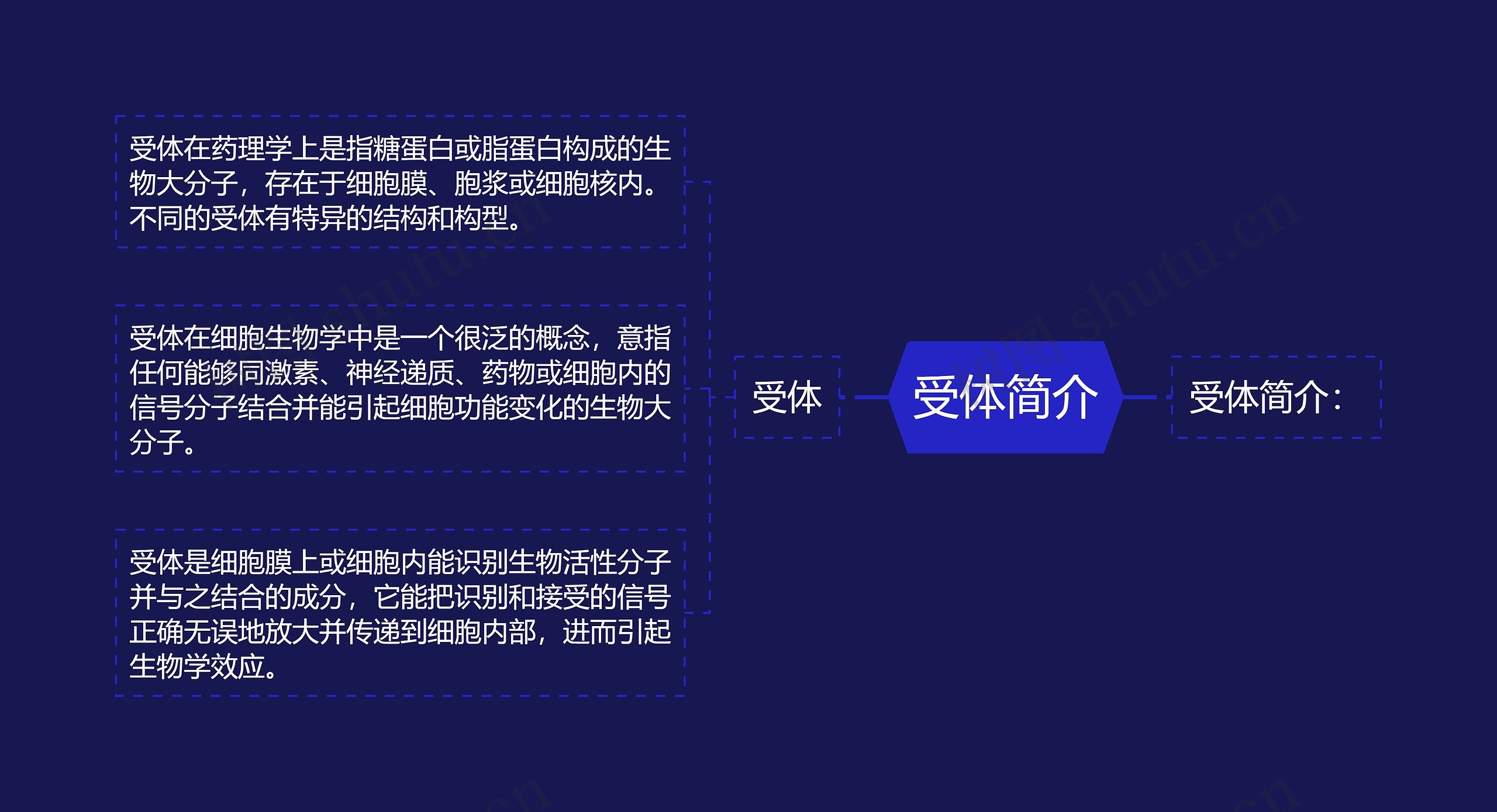 受体简介思维导图