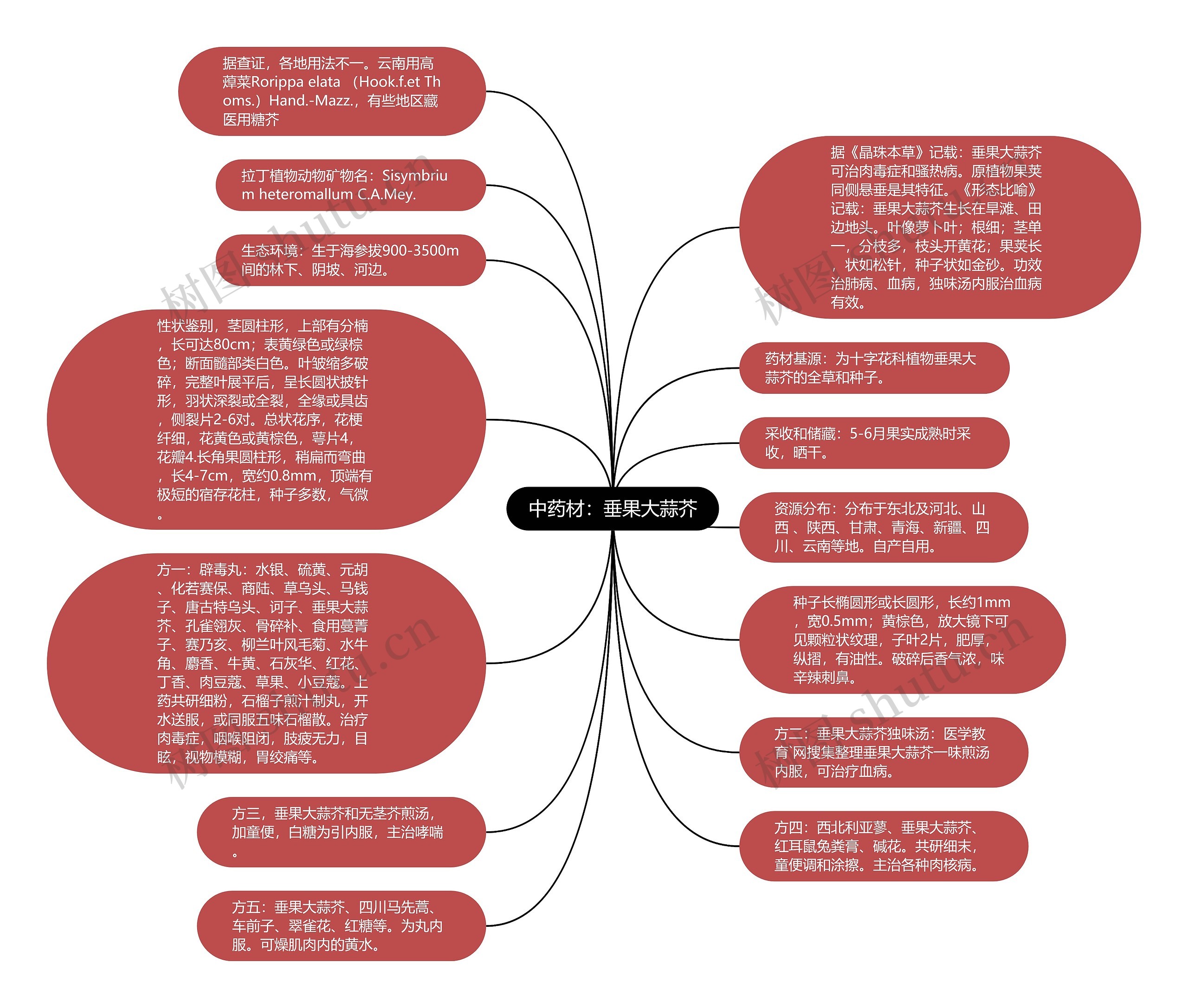 中药材：垂果大蒜芥思维导图