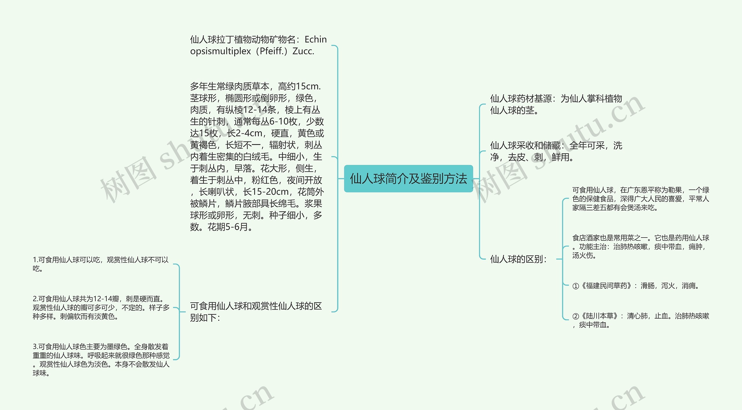 仙人球简介及鉴别方法思维导图