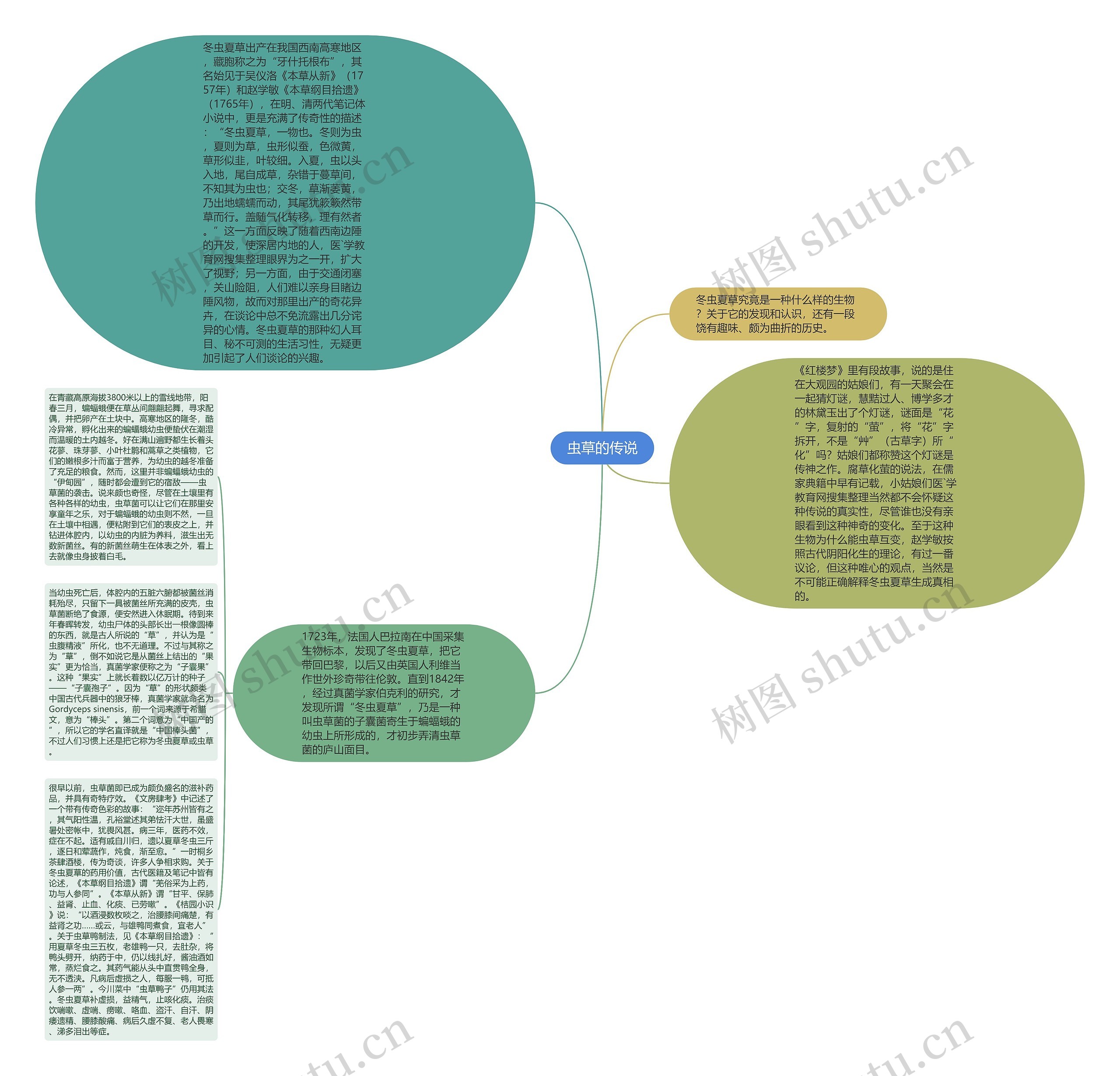 虫草的传说思维导图