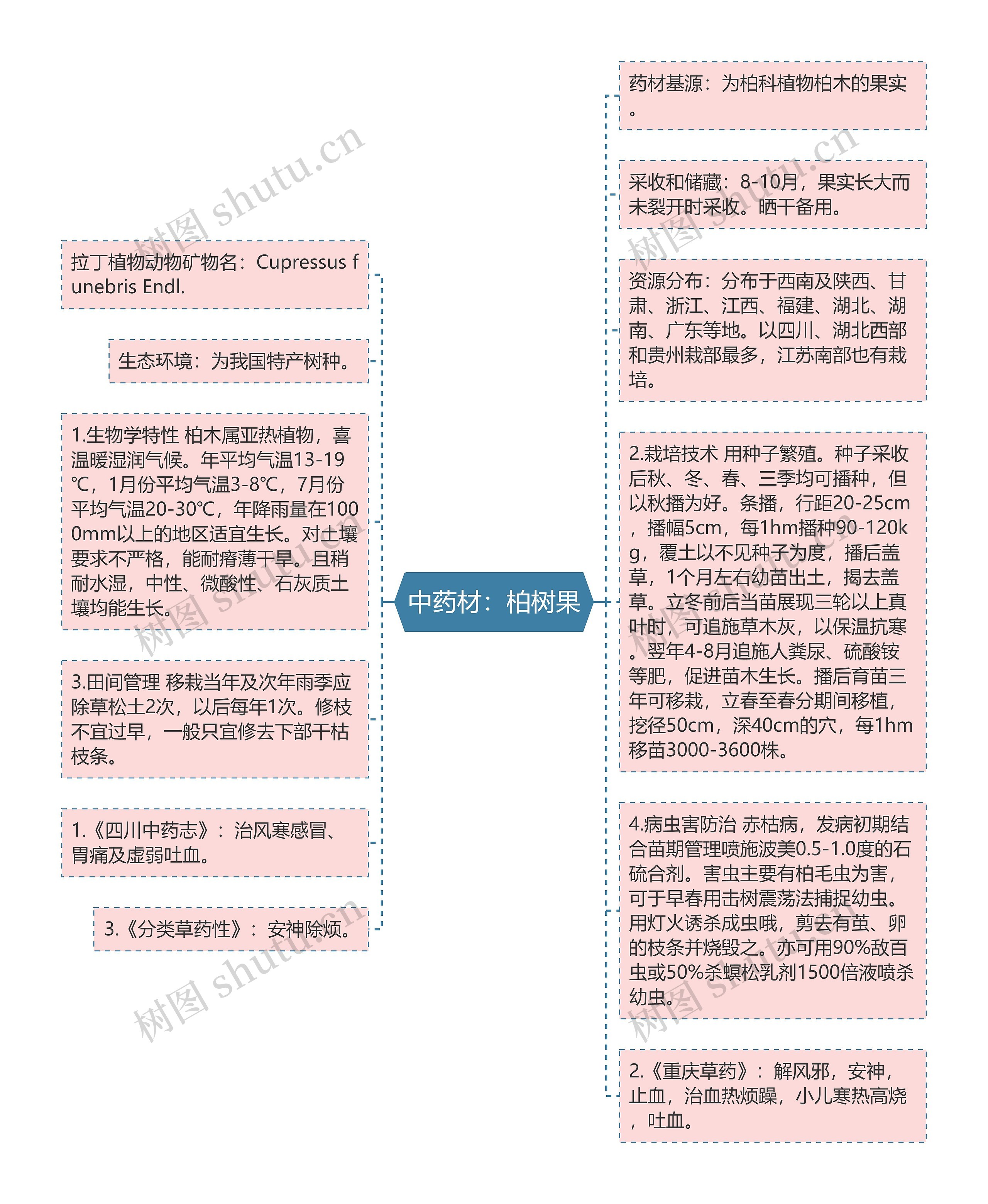 中药材：柏树果思维导图