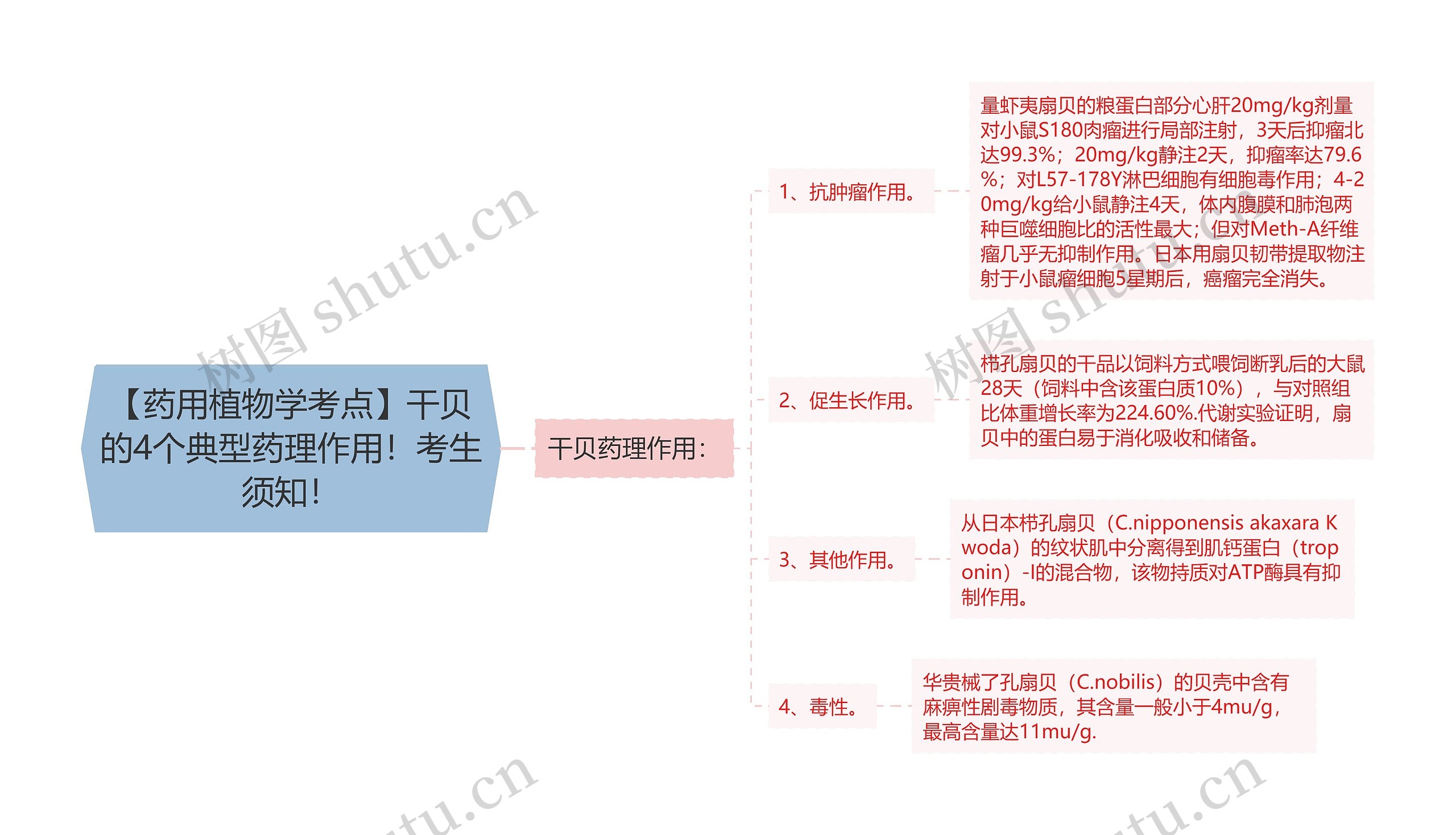 【药用植物学考点】干贝的4个典型药理作用！考生须知！思维导图