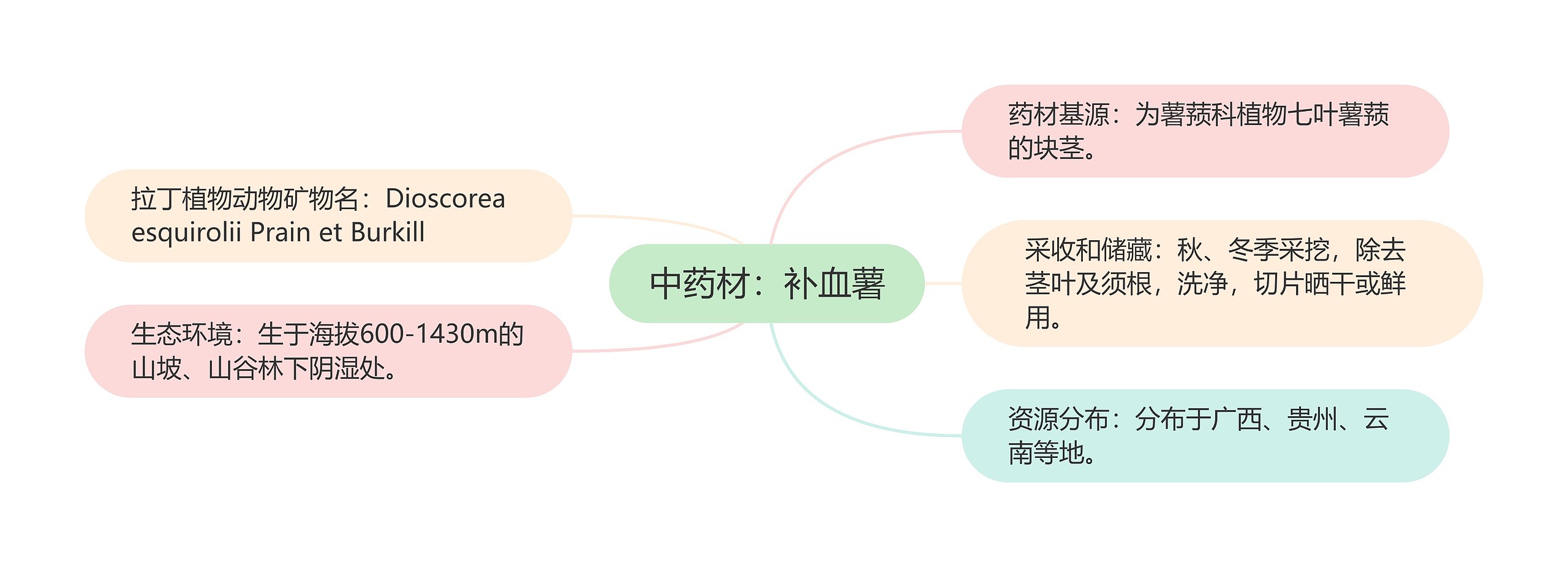 中药材：补血薯思维导图