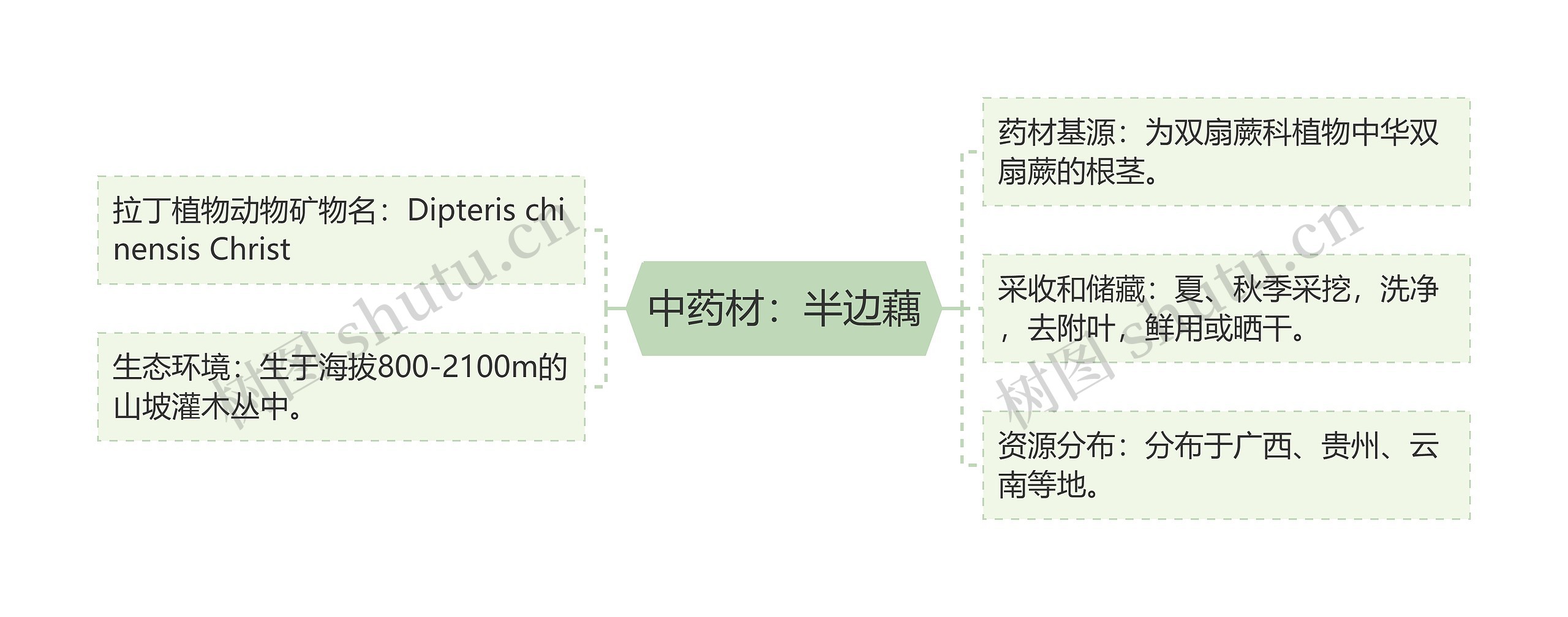 中药材：半边藕思维导图