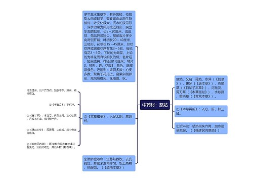 中药材：慈姑