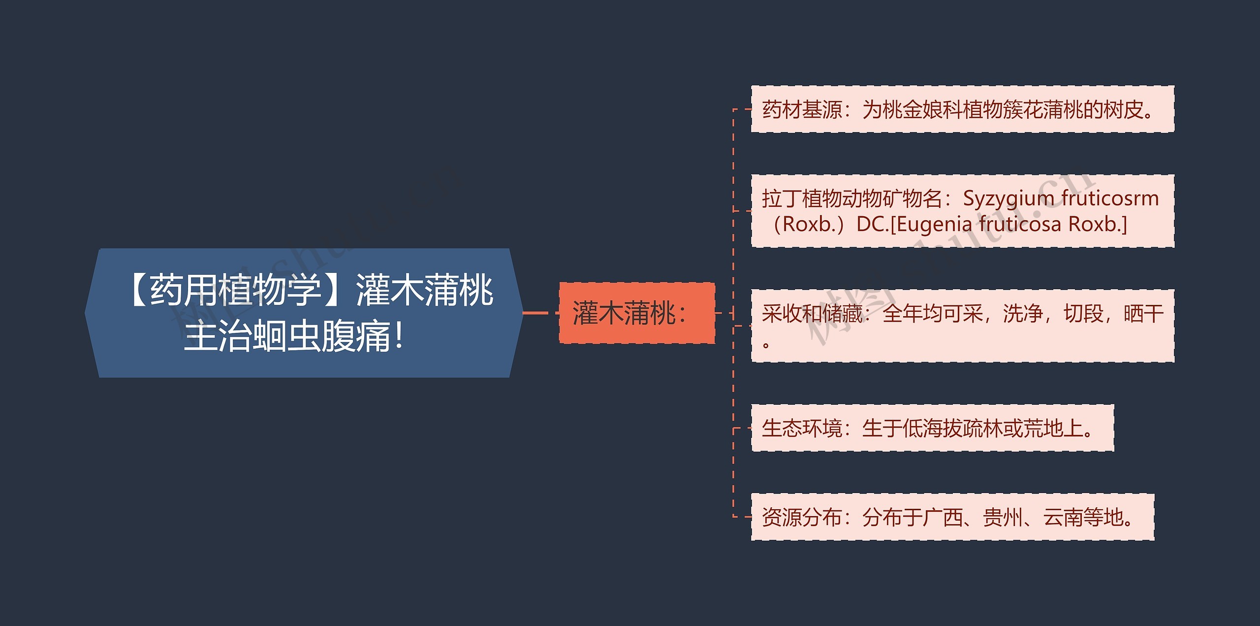 【药用植物学】灌木蒲桃主治蛔虫腹痛！思维导图