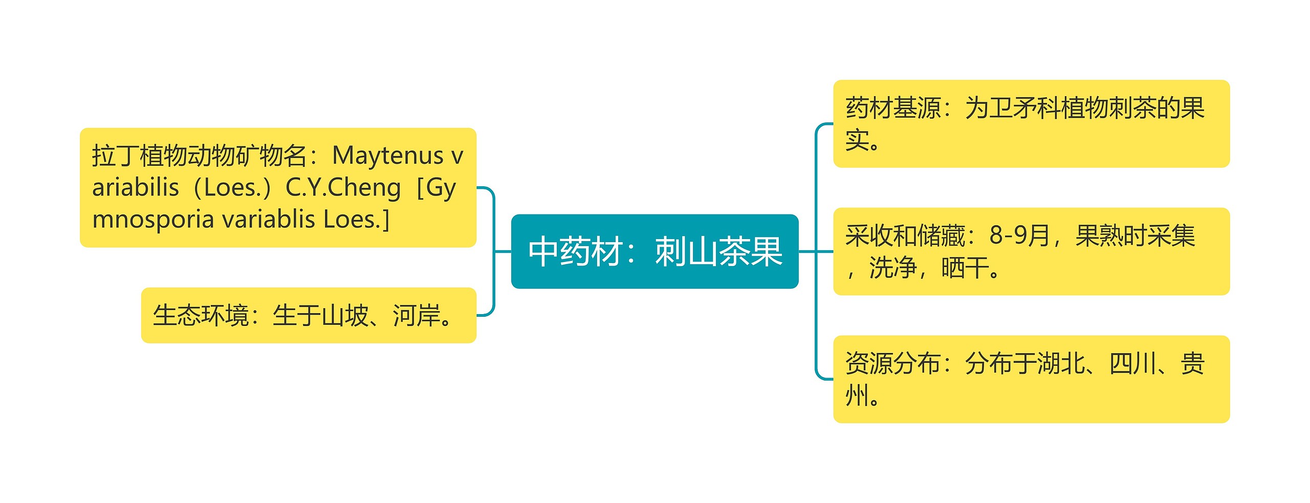 中药材：刺山茶果思维导图