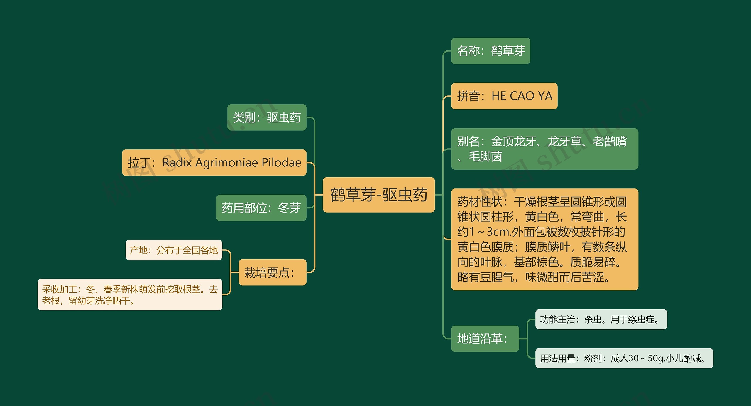 鹤草芽-驱虫药 鹤草芽-驱虫药