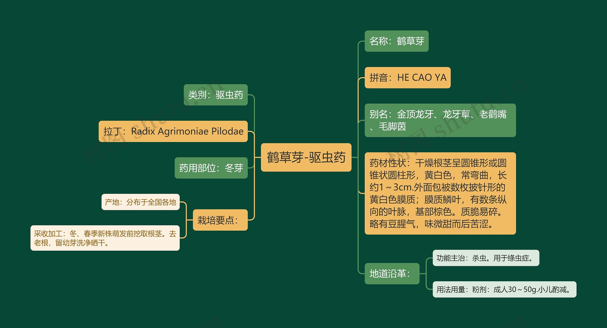 鹤草芽-驱虫药思维导图