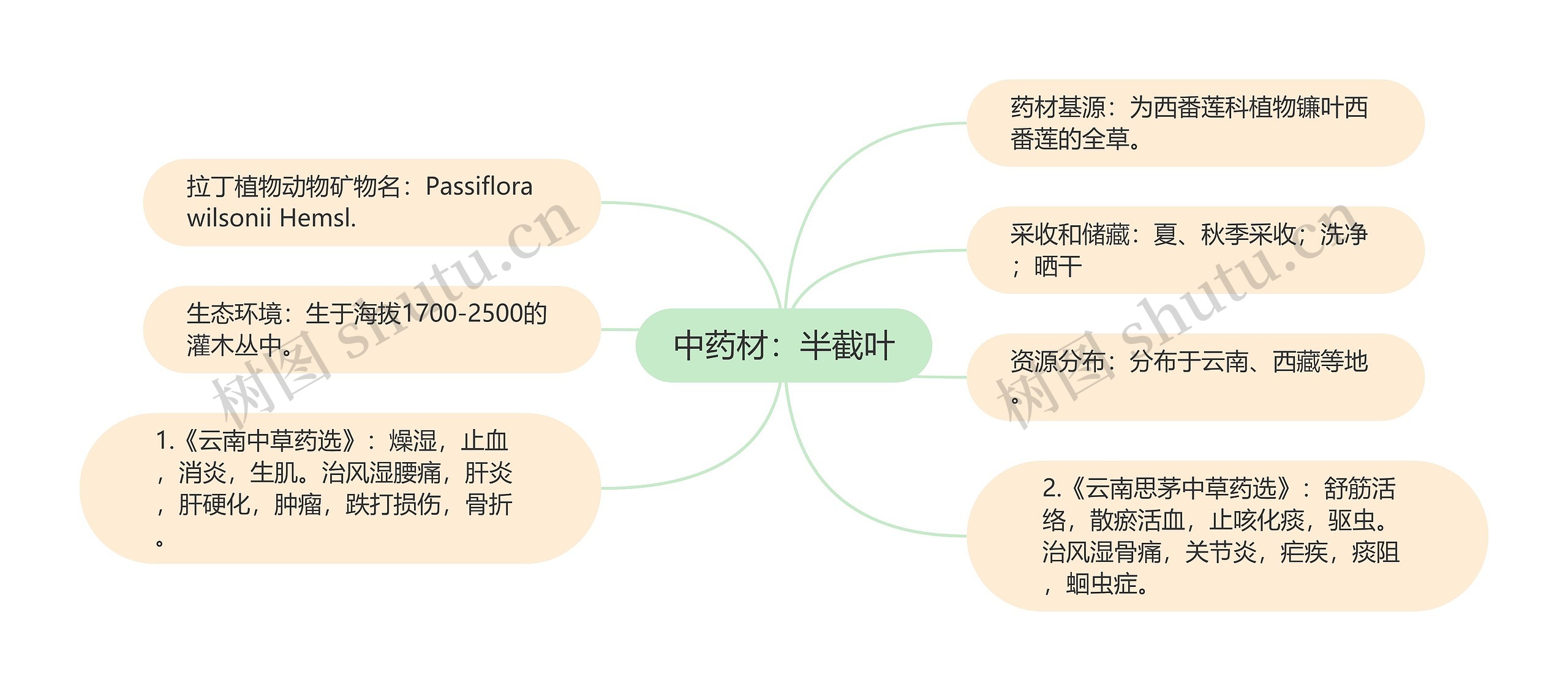 中药材：半截叶思维导图