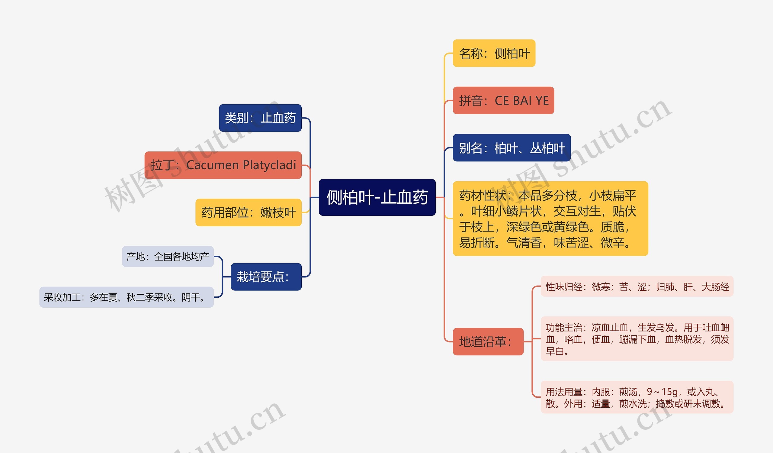 侧柏叶-止血药思维导图