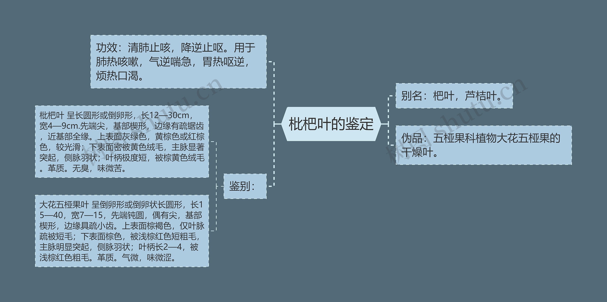 枇杷叶的鉴定