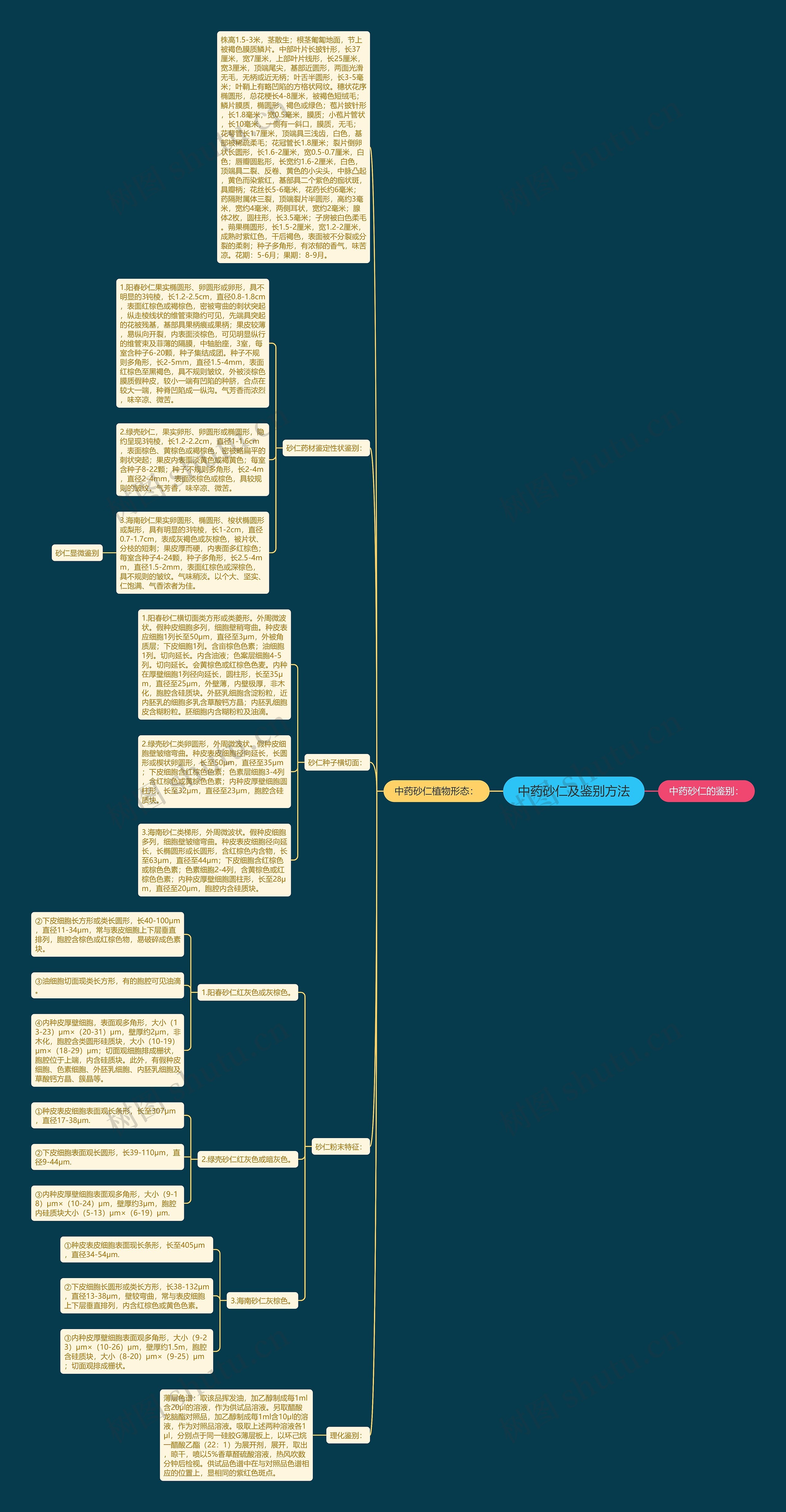 中药砂仁及鉴别方法思维导图