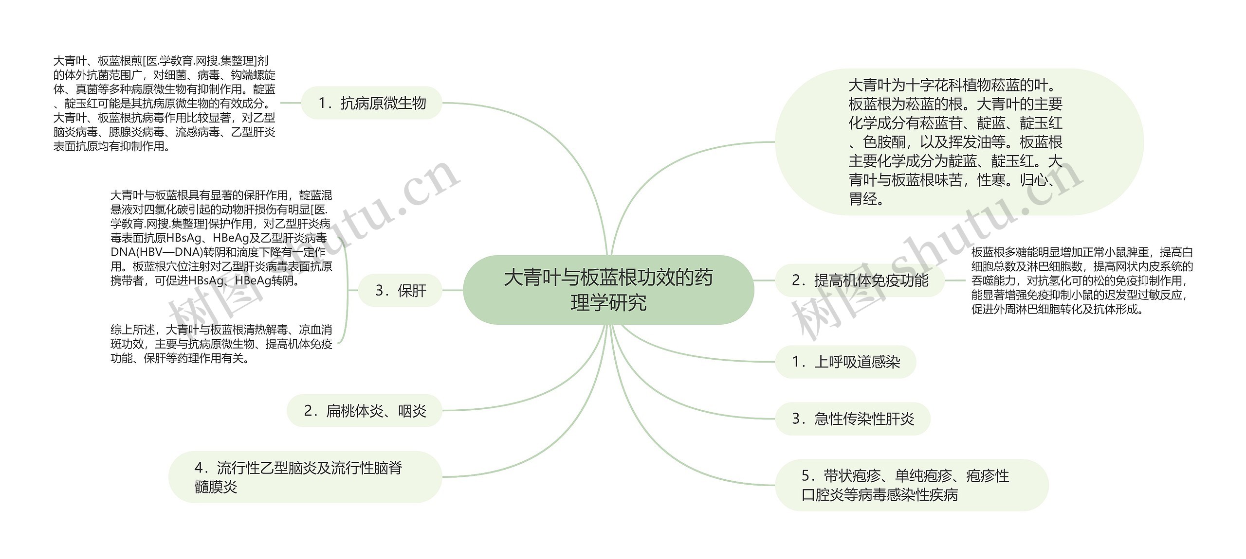 大青叶与板蓝根功效的药理学研究