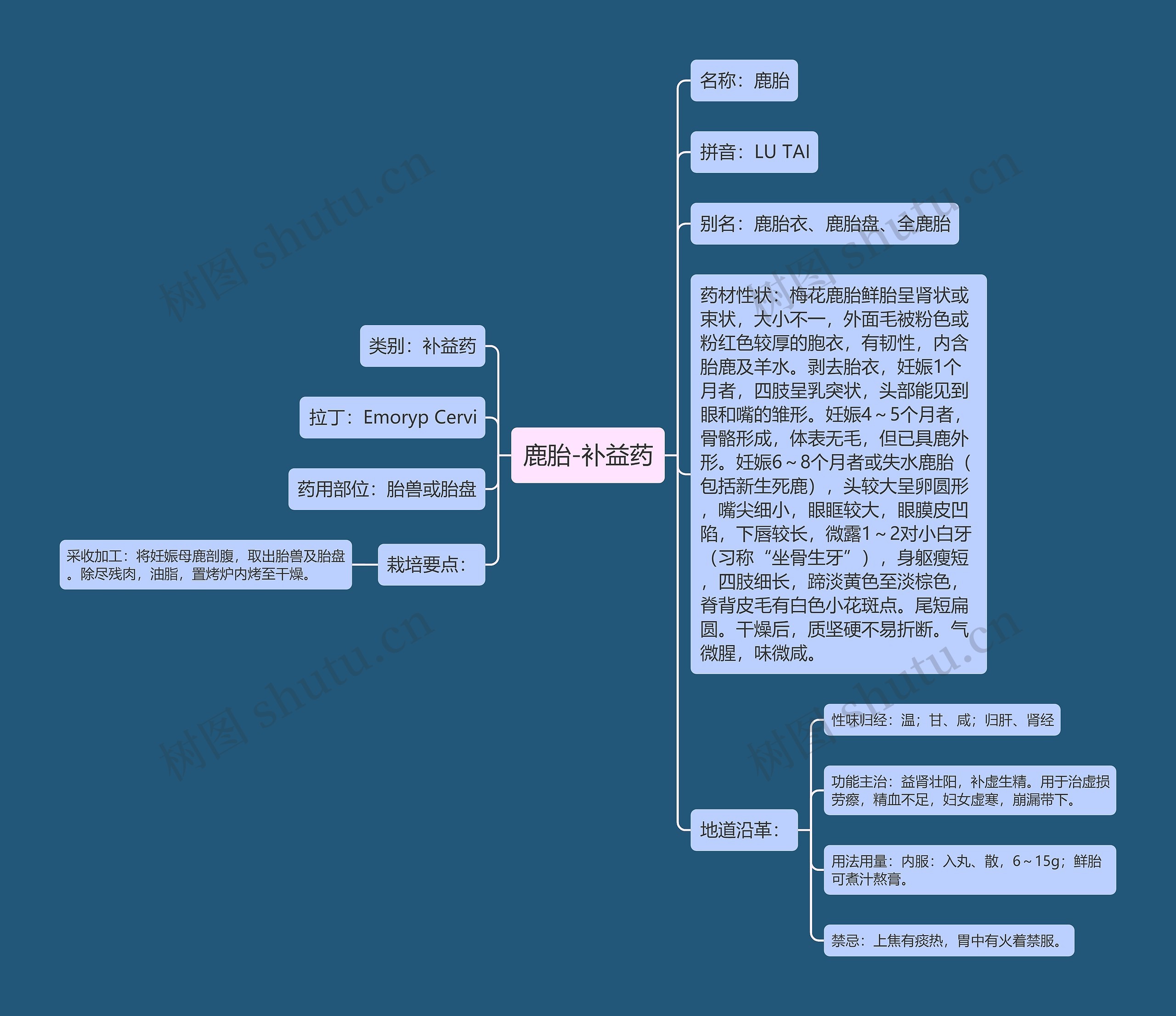 鹿胎-补益药 鹿胎-补益药