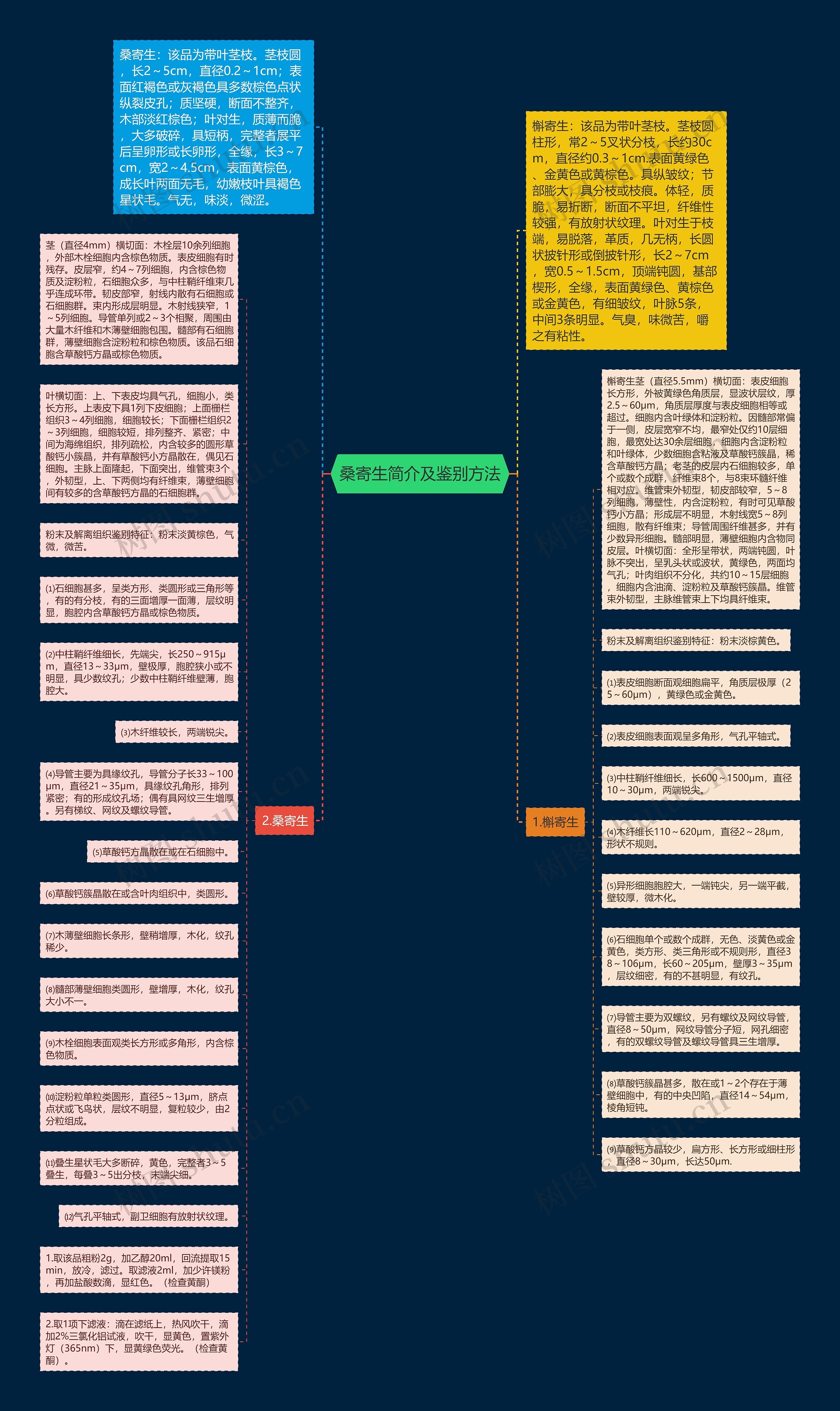 桑寄生简介及鉴别方法思维导图高清图 桑寄生简介及鉴别方法思维导图