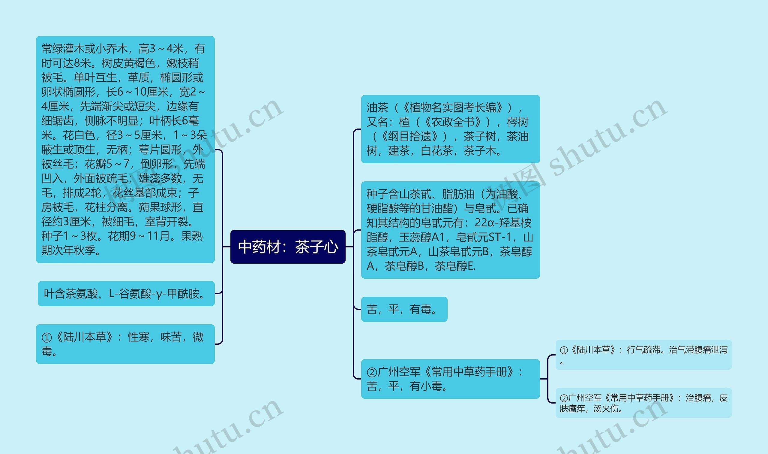 中药材:茶子心 中药材:茶子心