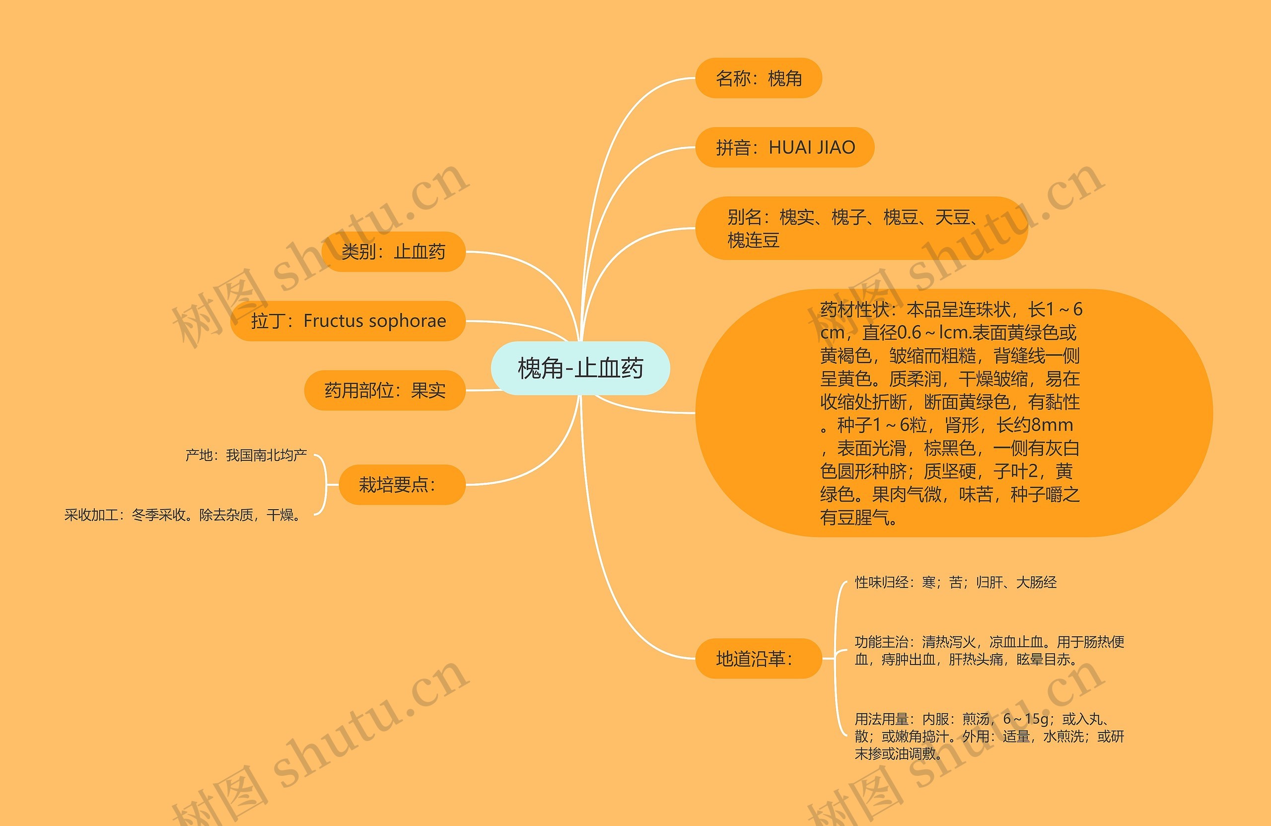 槐角-止血药思维导图