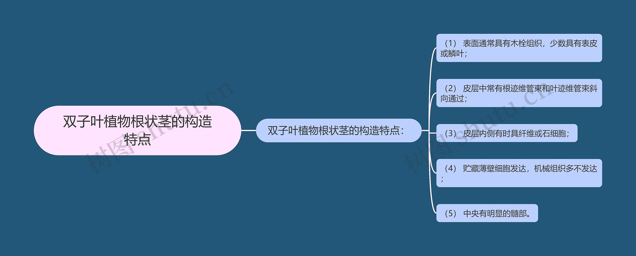 双子叶植物根状茎的构造特点