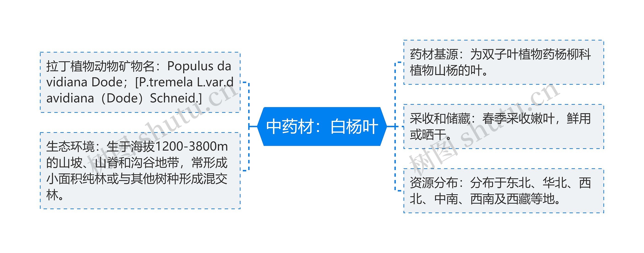 中药材：白杨叶思维导图