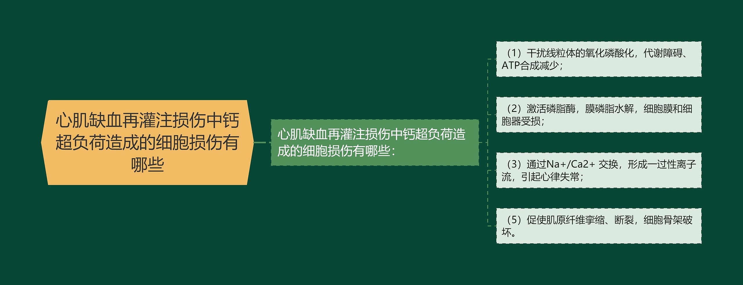 心肌缺血再灌注损伤中钙超负荷造成的细胞损伤有哪些思维导图