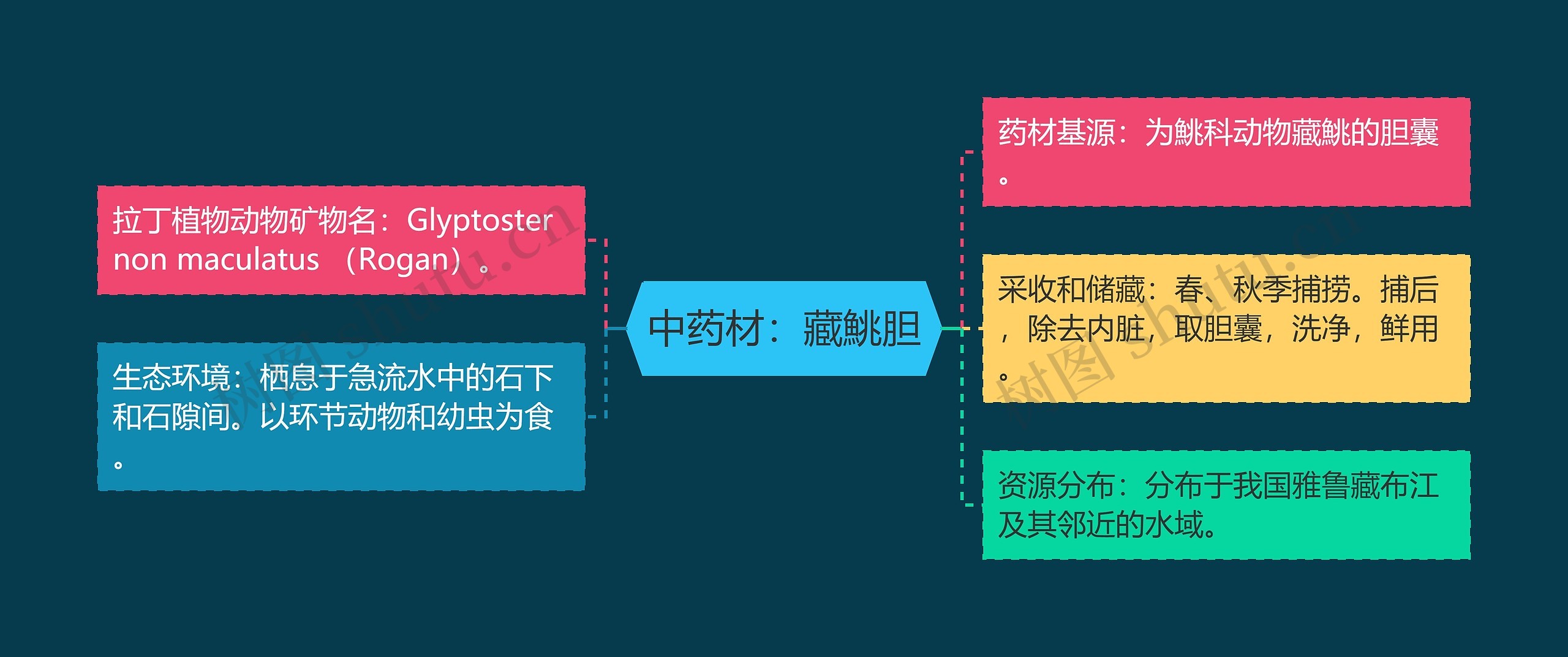 中药材：藏鮡胆思维导图