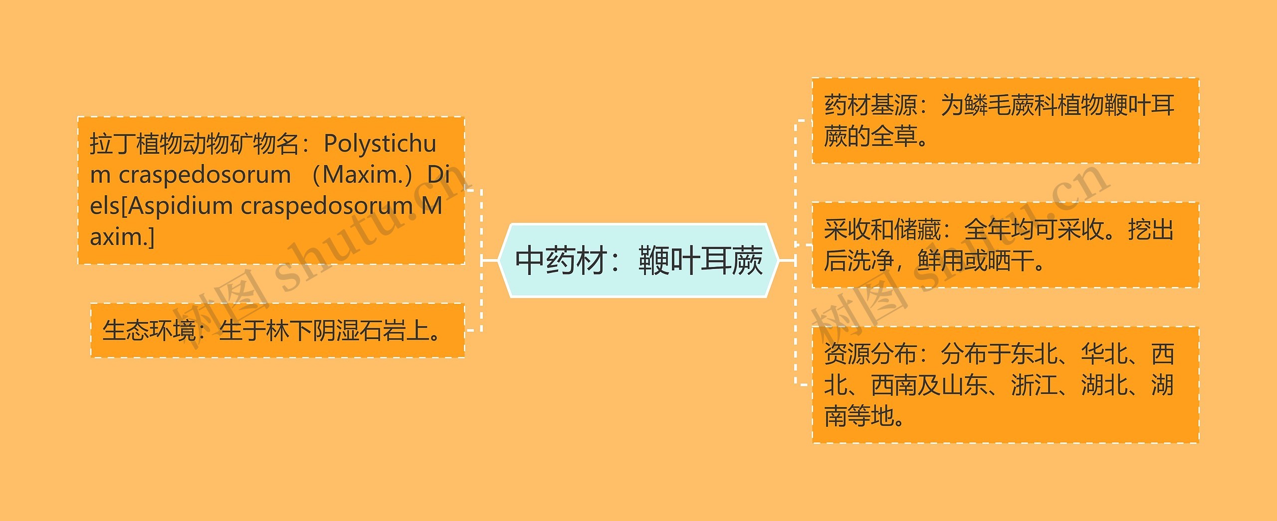 中药材：鞭叶耳蕨思维导图