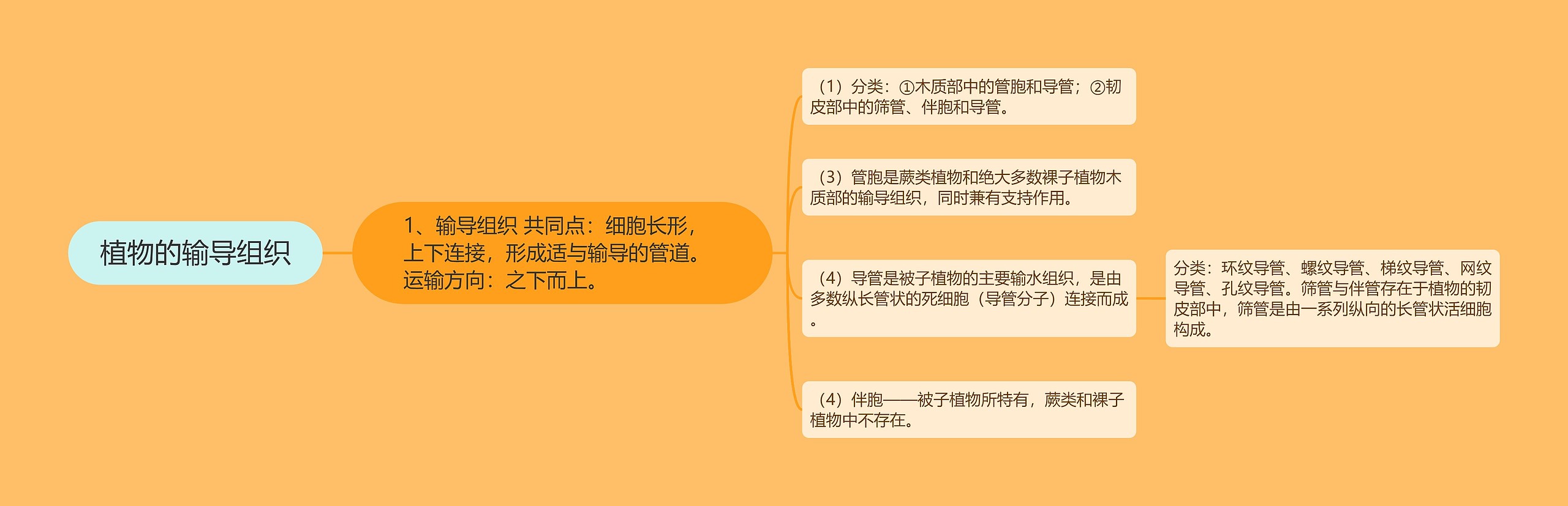 植物的输导组织