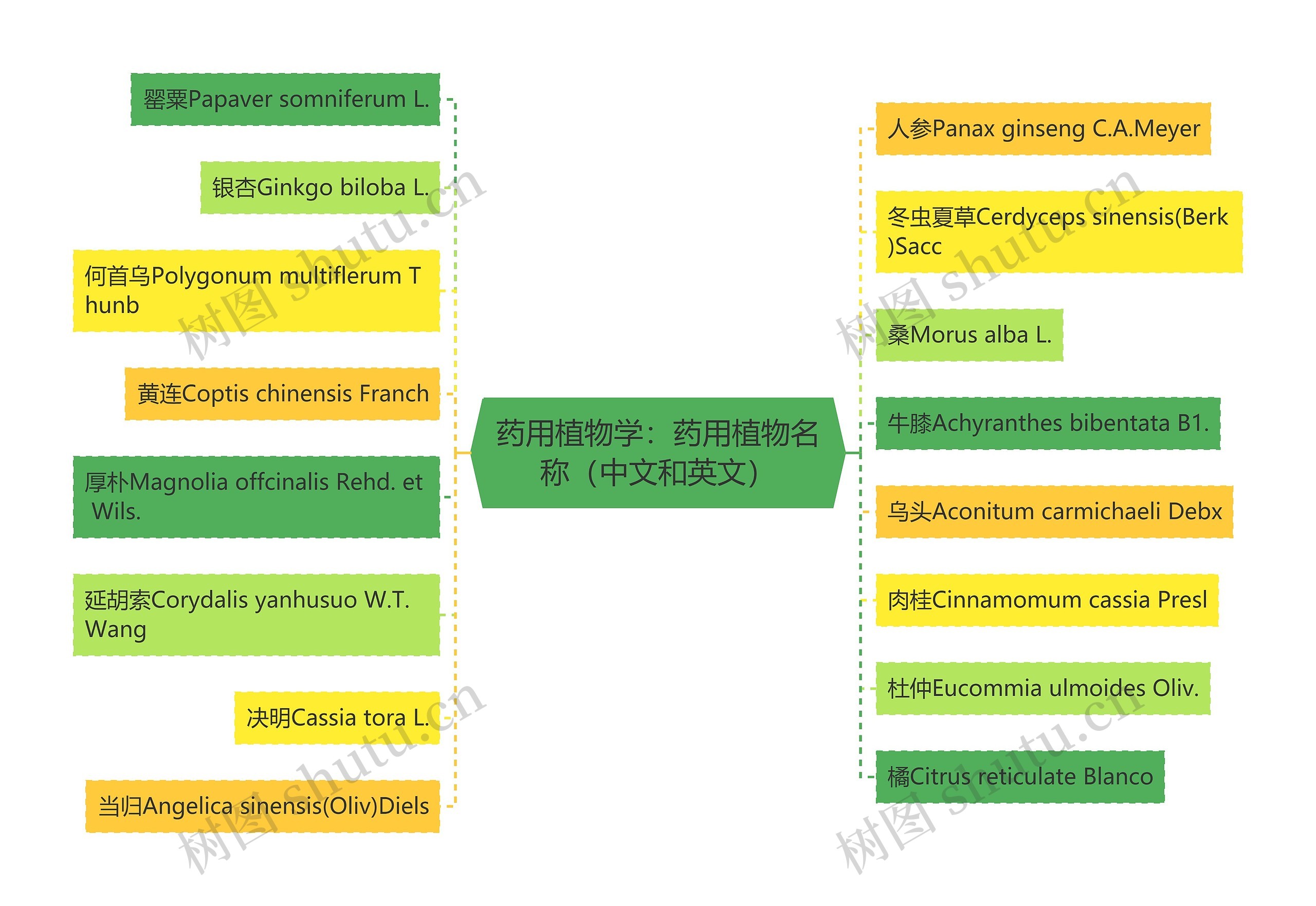 药用植物学：药用植物名称（中文和英文）思维导图