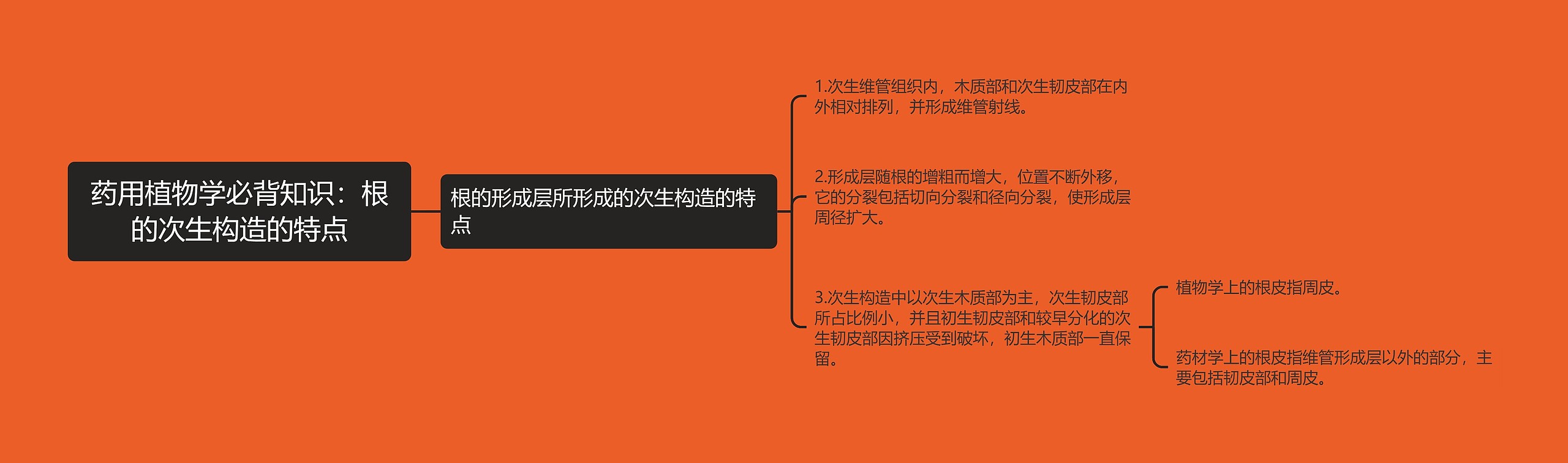 药用植物学必背知识：根的次生构造的特点思维导图