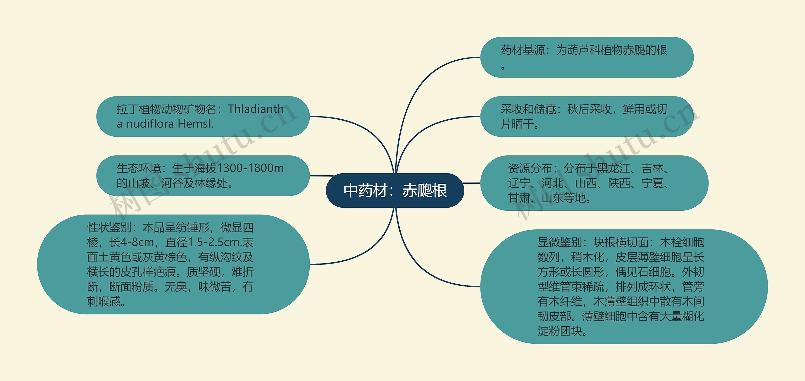 中药材：赤瓟根思维导图