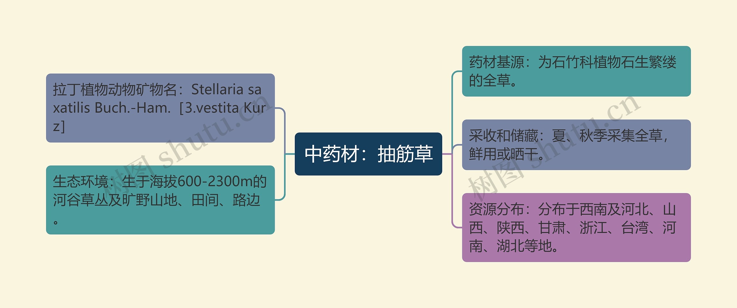 中药材:抽筋草 中药材:抽筋草