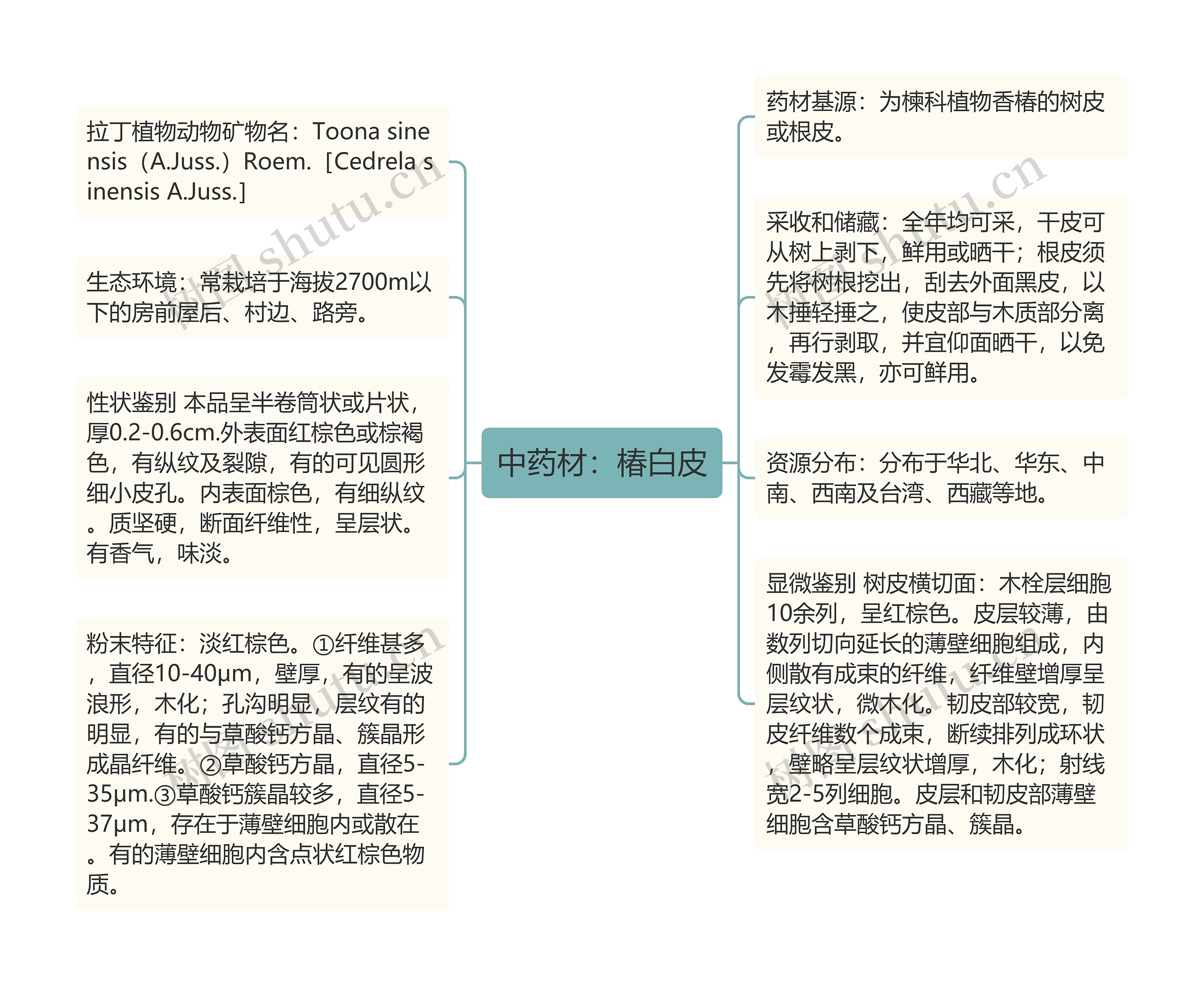 中药材:椿白皮 中药材:椿白皮