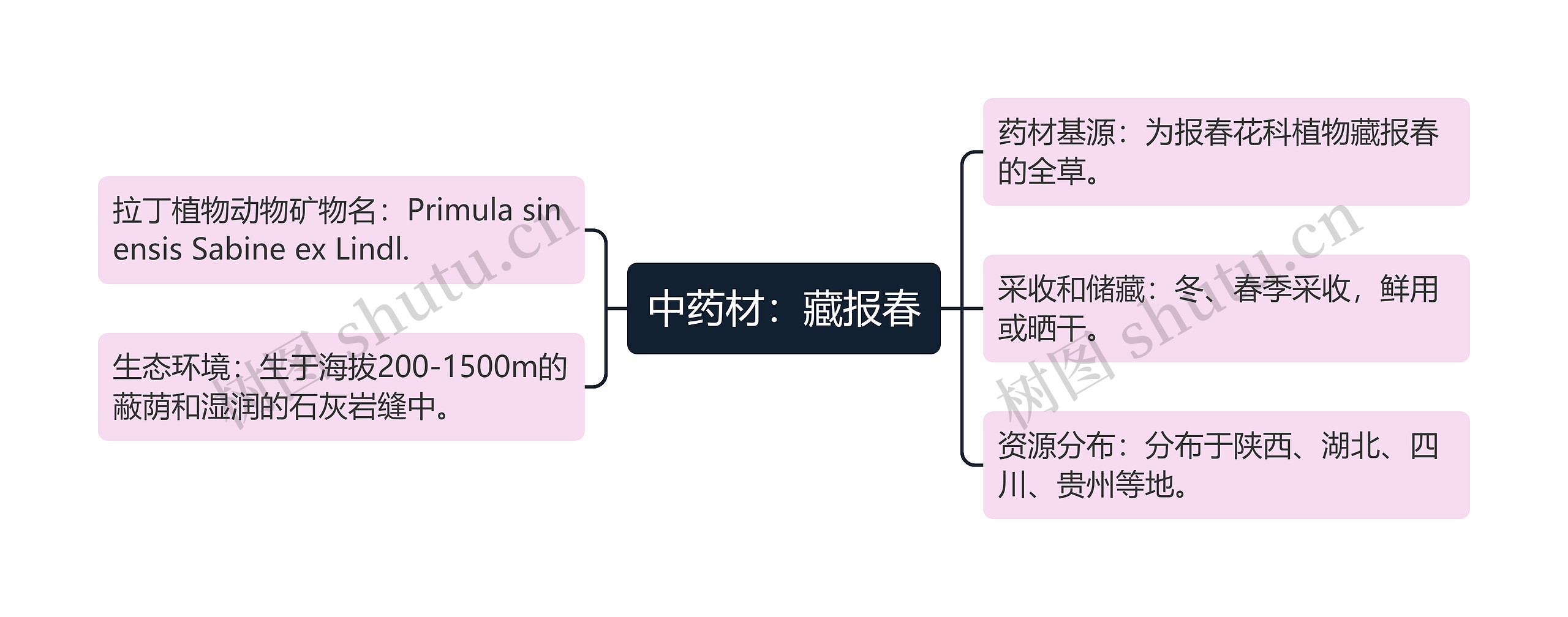 中药材：藏报春思维导图