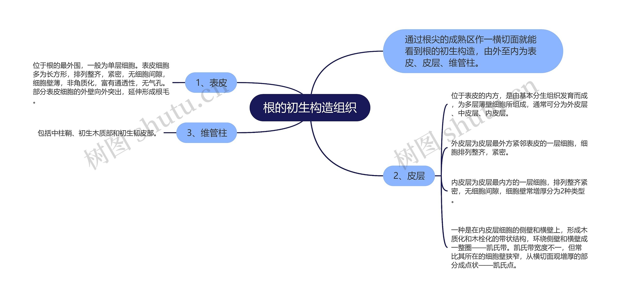 根的初生构造组织 根的初生构造组织