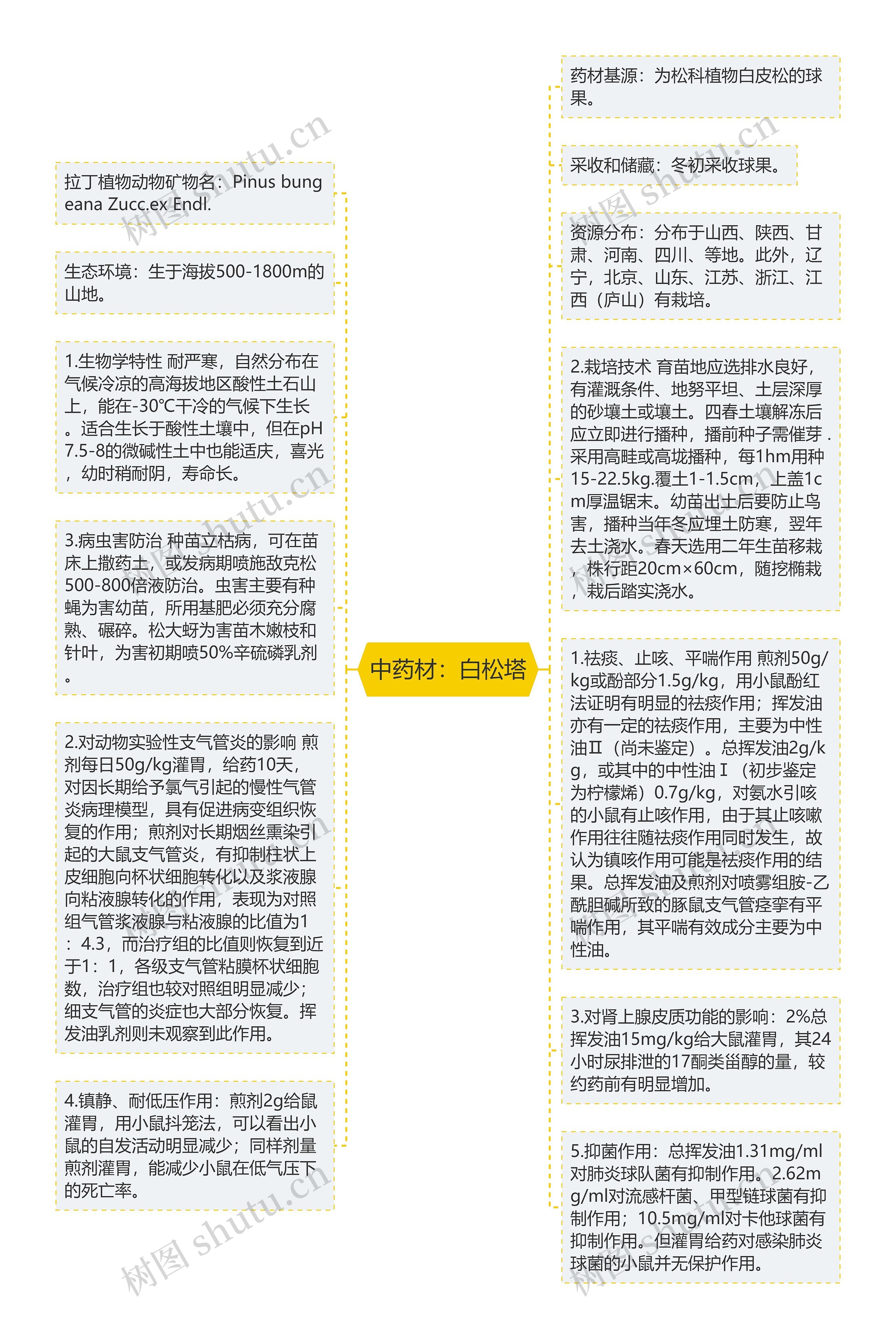 中药材：白松塔思维导图