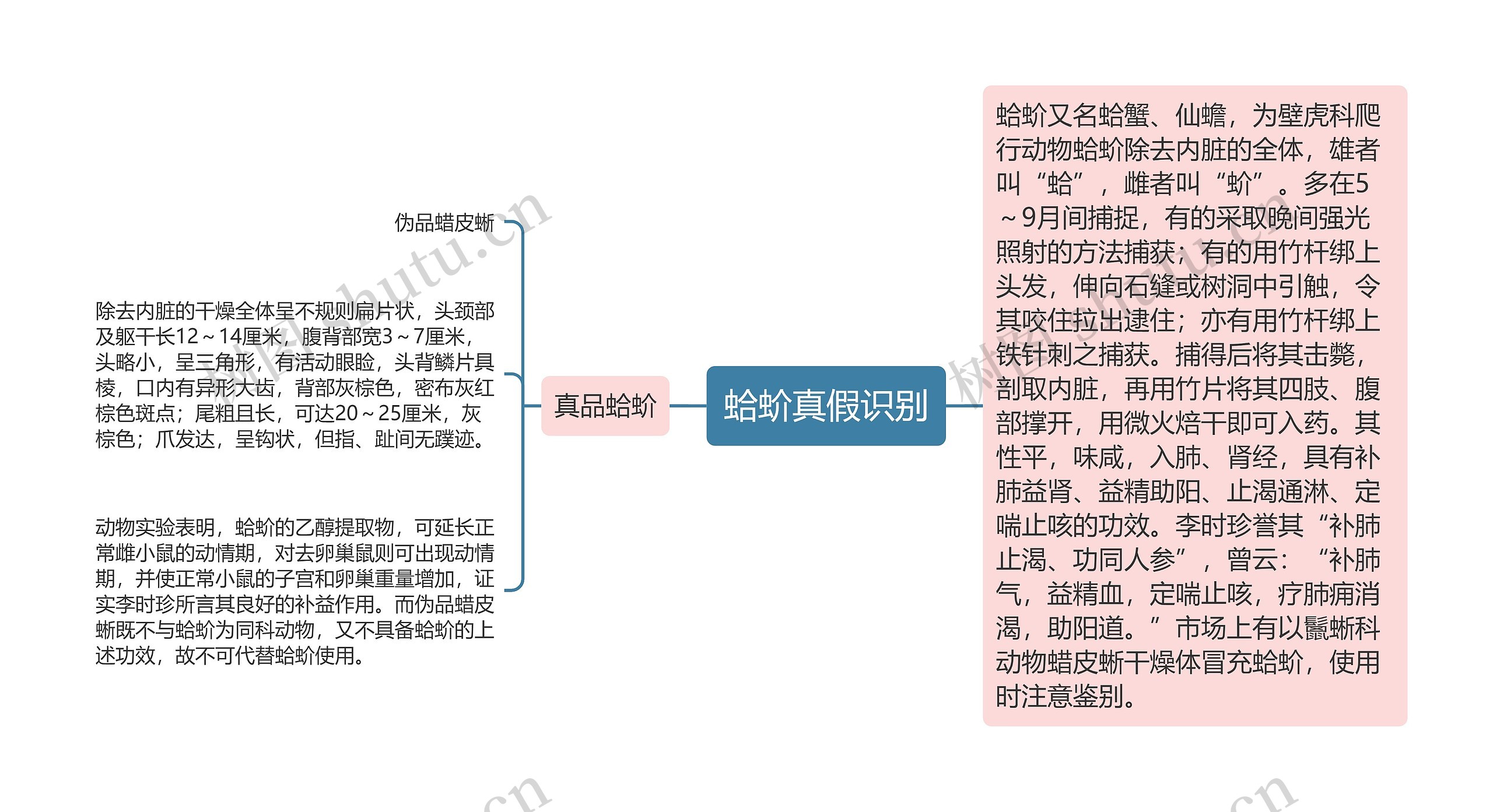 蛤蚧真假识别思维导图