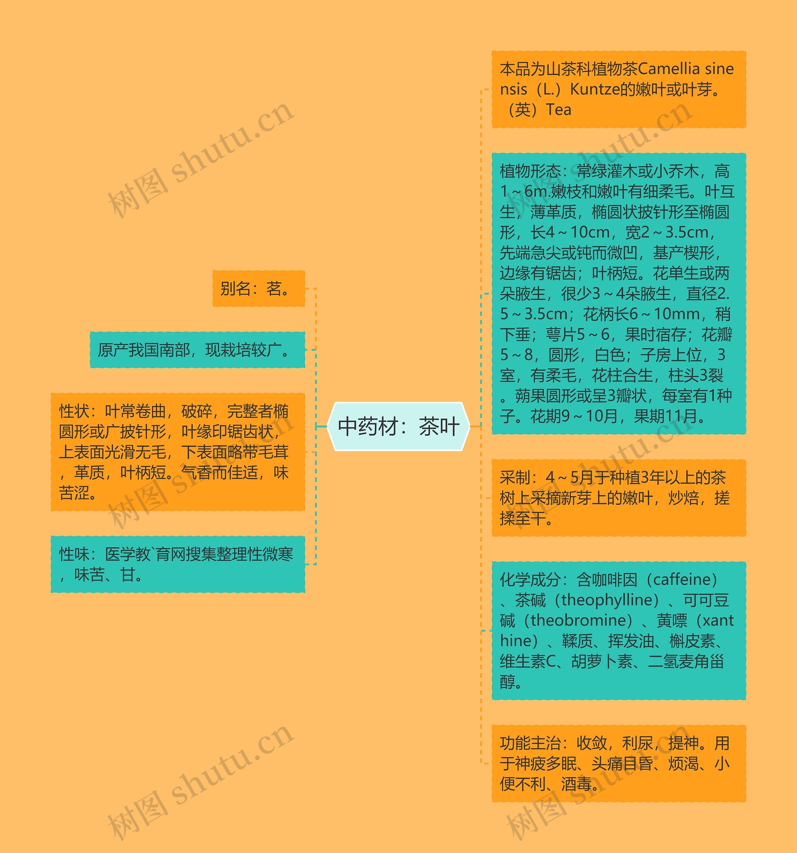 中药材:茶叶 中药材:茶叶