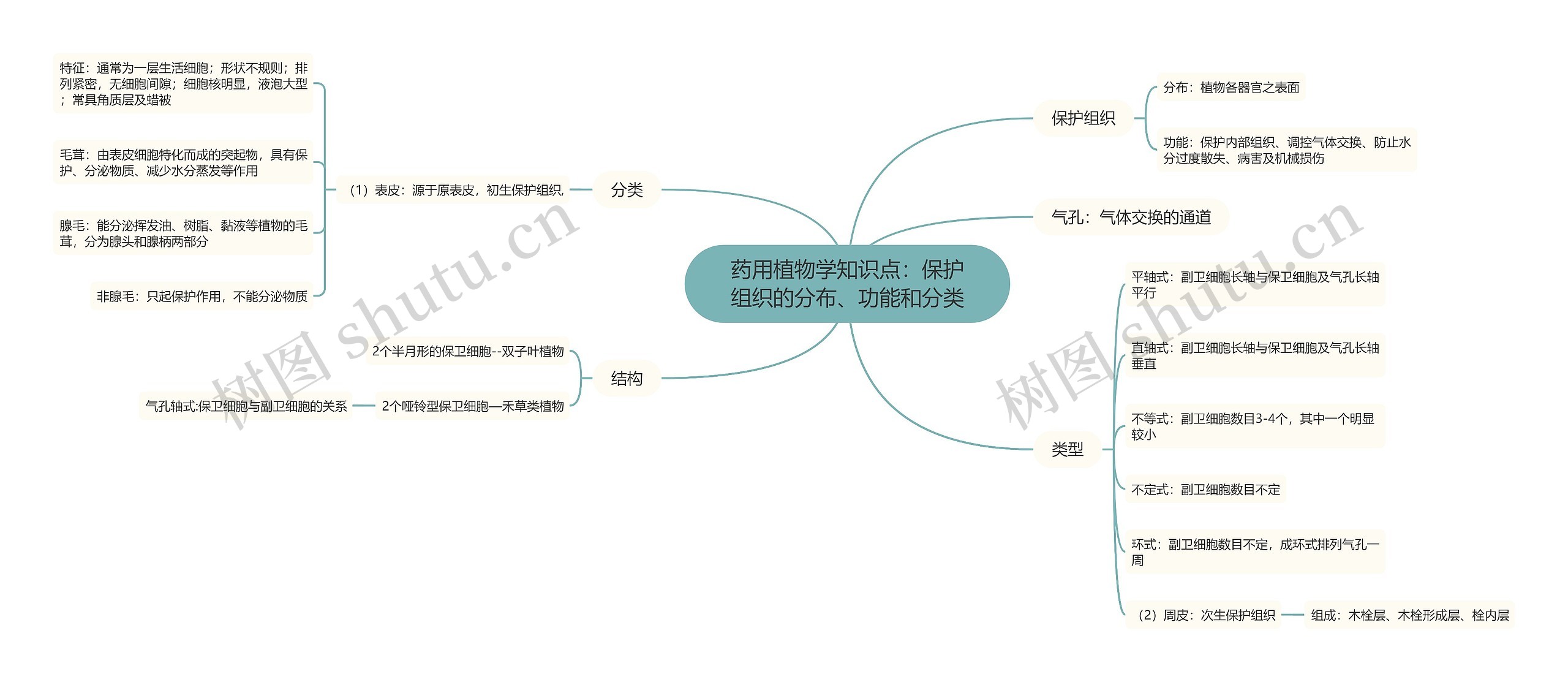 药用植物学知识点：保护组织的分布、功能和分类