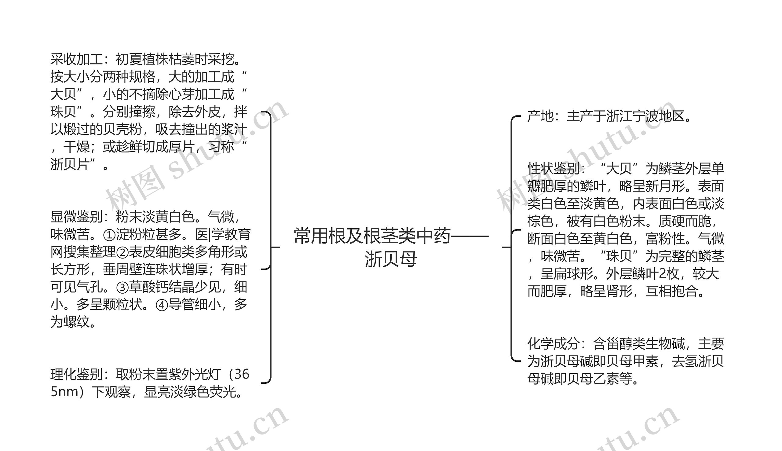 常用根及根茎类中药——浙贝母思维导图