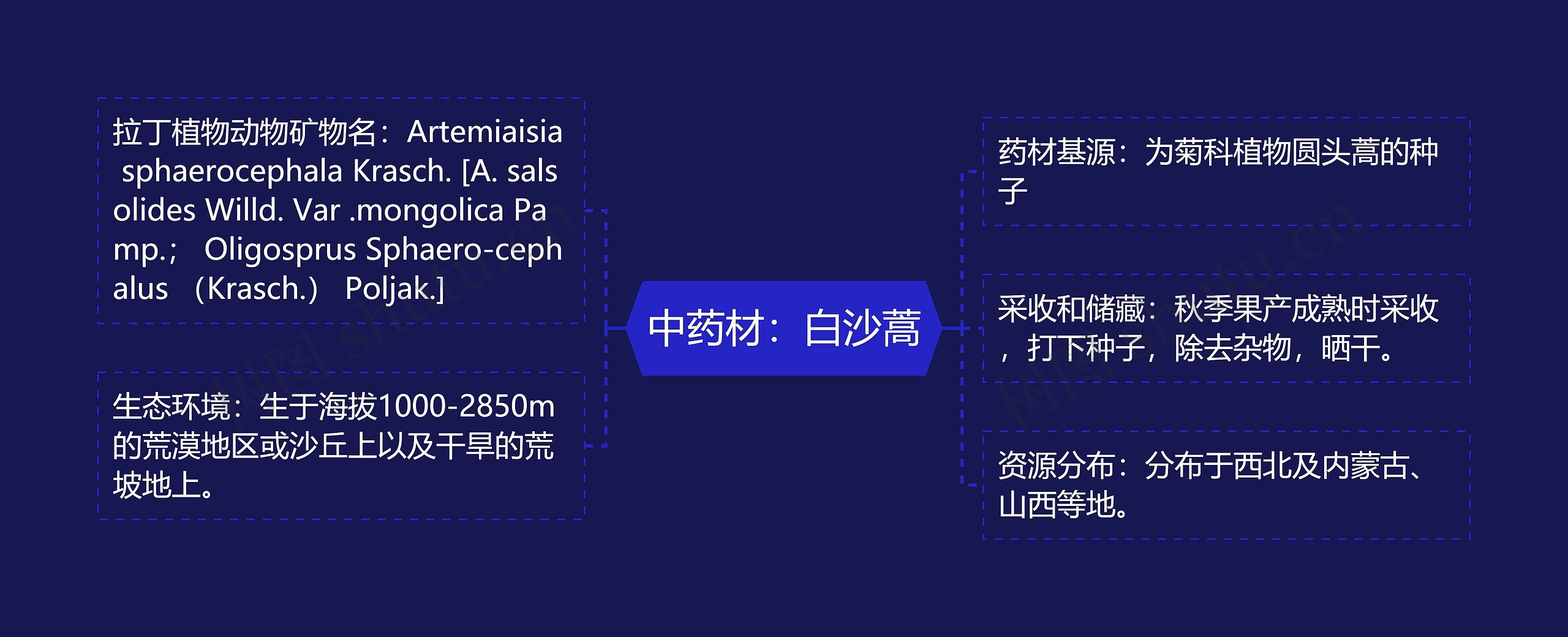 中药材：白沙蒿思维导图