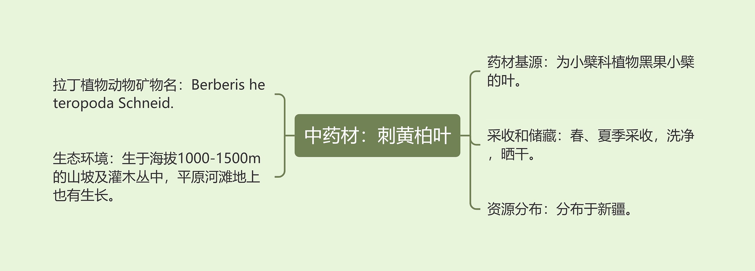 中药材:刺黄柏叶 中药材:刺黄柏叶